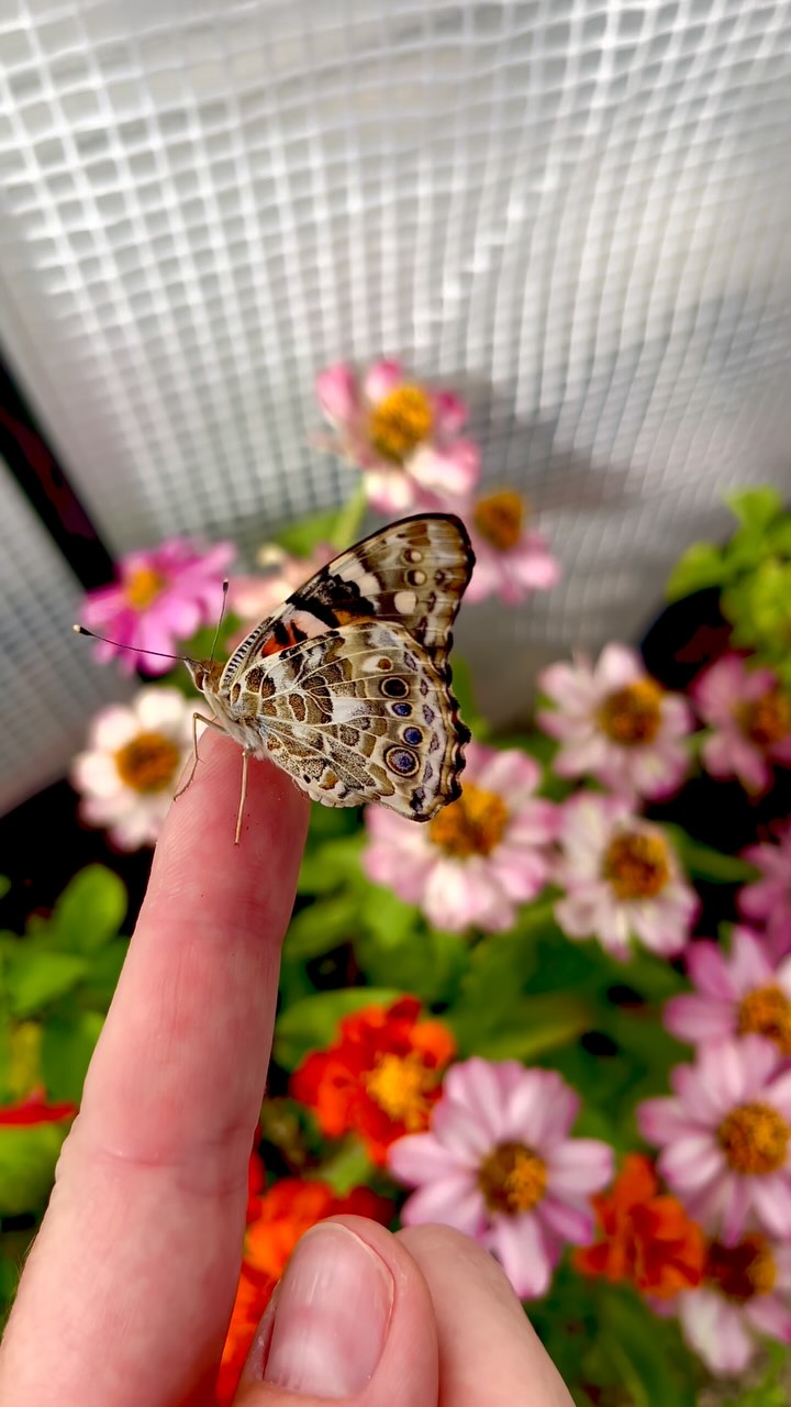 🦋 Meet the Painted Lady butterfly (Vanessa cardui)! Found on every continent except Antarctica and South America, she’s one of the most widespread butterflies in the world. Her journey from caterpillar to chrysalis to butterfly is a perfect way to teach children (and adults!) about metamorphosis, pollination, and the beauty of biodiversity.
#PaintedLady #ButterflyLifeCycle #MetamorphosisInAction #ButterflySanctuary #Blackborg #Bloomkeeper #PollinatorEducation