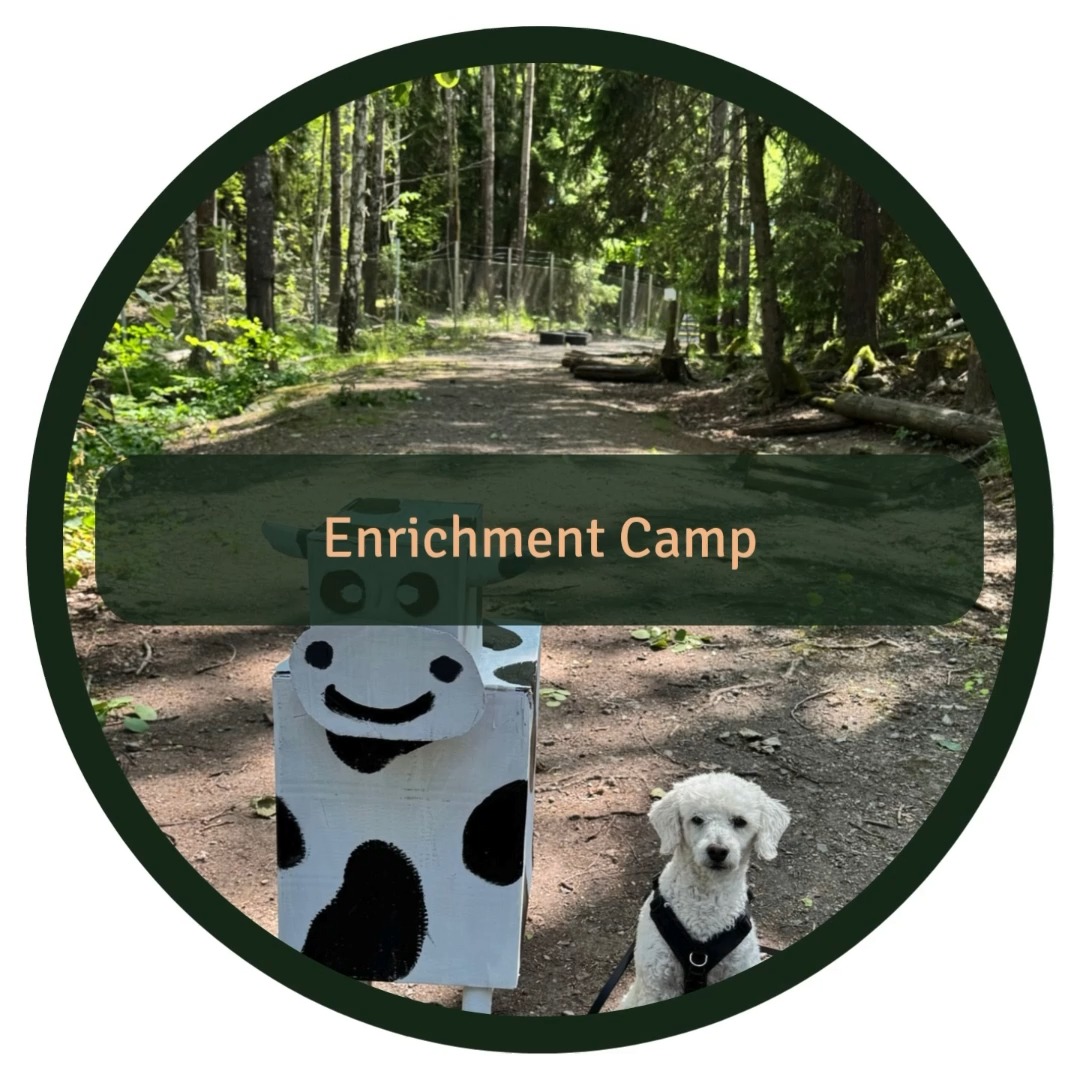 🐶 Big thank you to Linda Atmer at @hundtank for an awesome and well-organized enrichment camp!
We had such a great time and got to try so many fun and creative activities:
🧩 Problem-solving games
💦 Water activities
🔍 Mantrailing
🎣 Flirt pole fun
🧊 Frozen treats
👃 Scent work
...And so much more!
💡 Enrichment like this is so important. It lets our dogs express natural behaviors, build confidence, and just have a really good time.
🙌 Highly recommend this camp if you want to deepen your connection with your dog and discover exciting ways to enrich their life.
We’ll definitely be back 🐾💛
