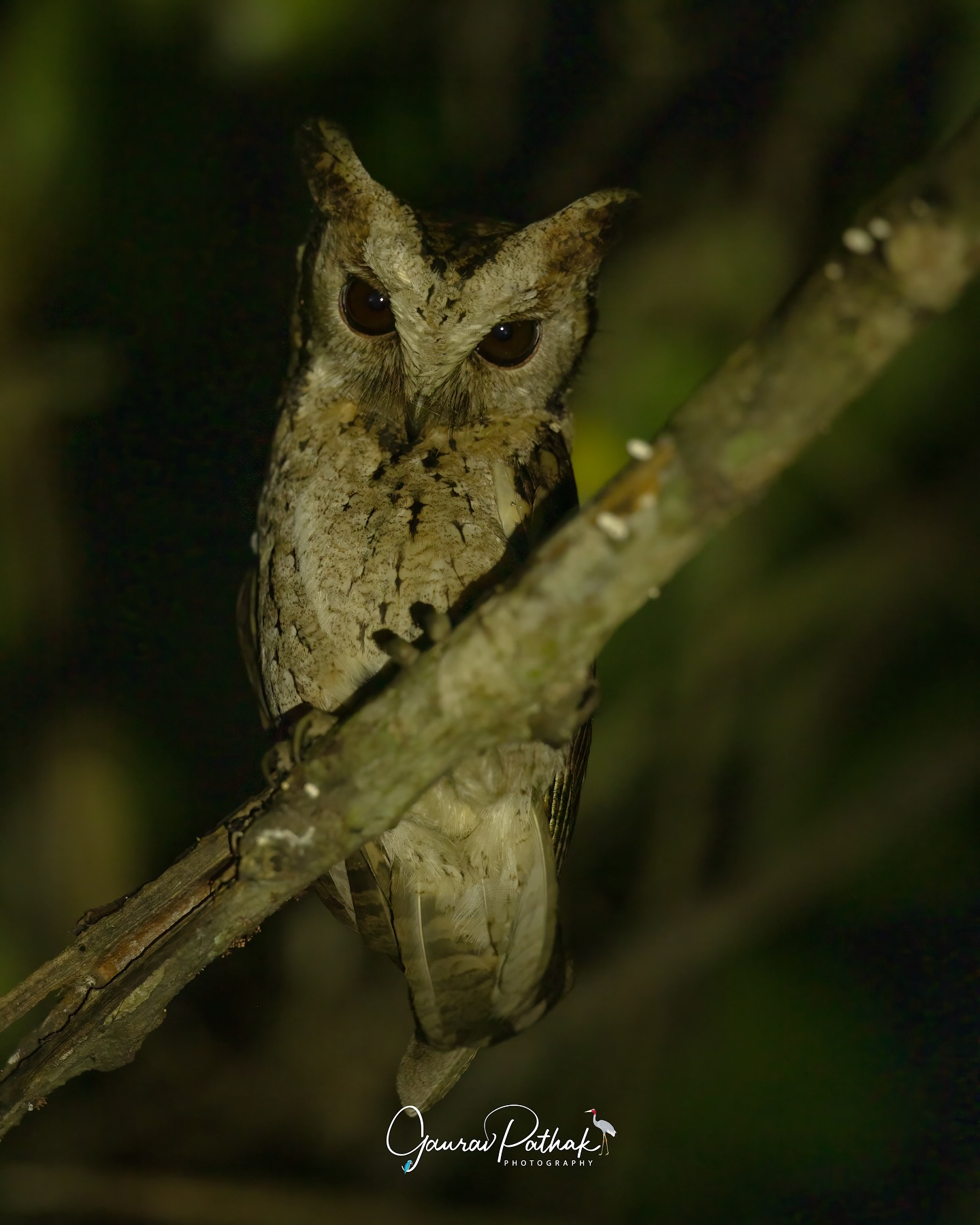 Collared Scops-Owl (Otus lettia) – We were scanning the canopy, eyes adjusted to the dark, sure the owl was somewhere nearby. Turns out, it was closer than we ever guessed—watching us from just a few feet away, perfectly still, perfectly silent. When our lights finally caught those wide, steady eyes, it felt less like a discovery and more like a reveal. We hadn’t found it. It had been there, waiting, all along
.
Location - Maguri with @aviantrails
Shot on Canon R5
Canon RF600mm F4 L IS USM
ISO 1600
f/4
1/200s
.
#canonrf600mmf4 #animalplanet #kings_birds #bbcearth #birdphotographers_of_india #bbcwildlifepotd #best_birds_of_ig #birds_captures #bestbirdshots #bird_brilliance #birds_adored #canonasia #canonedge
#capturedoncanon #birds_nature #discoverychannel #discoverychannelindia #earthcapture #canwithcanon #photoscapeofthemonth #morebirdpics #natgeoindia #natgeoyourshot #nature_brillance #ssptalenthunt #nuts_about_birds #planetbirds #raw_birds #your_best_birds #yourshotphotographer