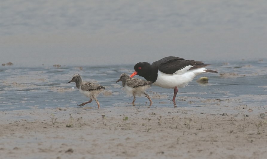 GREAT NEWS 💕
No nests failed 🪺
“From the perspective of the natural world, particularly the environment around Gun Hill, the 2025 Norfolk Superhero event was an amazing success.”
“We hope the summer brings more good fortune to our nesting birds, and with that in mind, we would like to both thank and congratulate organisers and participants in helping protect, preserve, and respect the wildlife of this very special place.”
Photo copyright and thanks to Andrew Bloomfield 📸