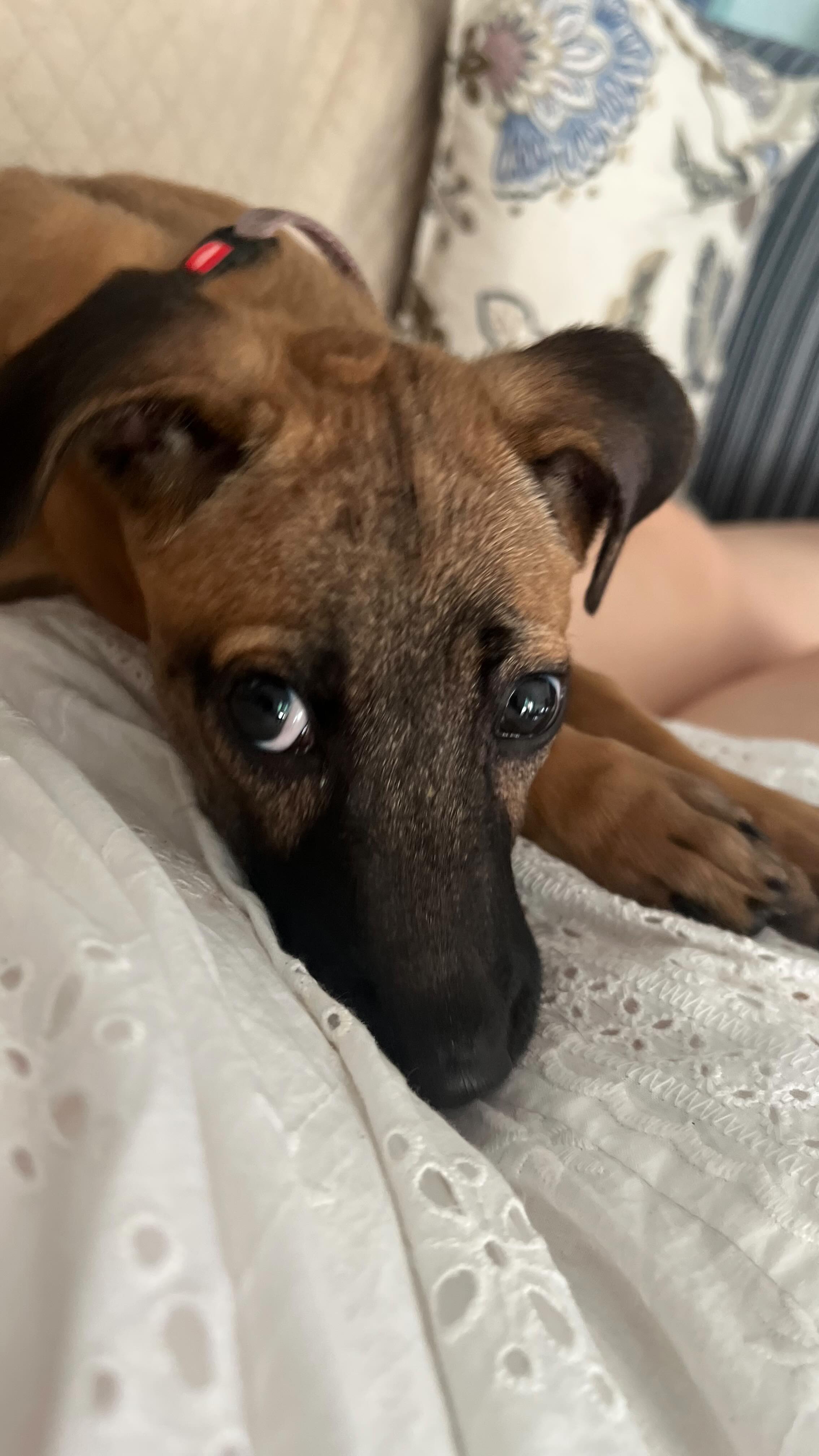 MIA is waiting for her forever family to come take her home!
Please consider adopting this pure bundle of love, energy and baby shark teeth!
Reach out on 9830991610 for enquiries ❤️
#adoptdontshop❤️ #indiedogsofinstagram #indiesofbangalore #bangalorepetadoption