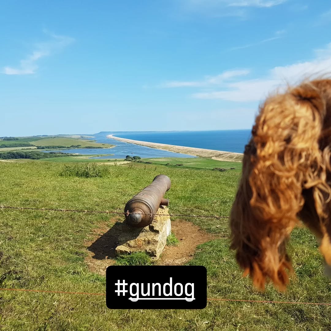 When you've got flappy spaniel ears in a sea breeze, admiring the view from Abbotsbury toward Chesil Beach, Dorset, heatwaves are like, pah!
#abbotsburysubtropicalgardens
#chesilbeach #spanielsofinsta #heatwave #gundog
#dorset #pardonthepun