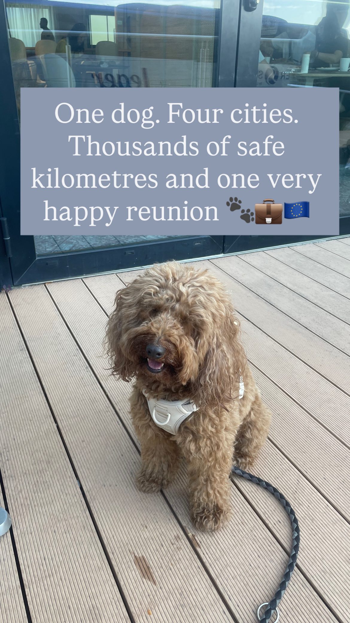 This journey took us from London 🇬🇧 to Paris 🇫🇷, through Madrid 🇪🇸 and finally to Málaga 🇪🇸.
This sweet girl travelled safely and in the company of someone who knows exactly how to care for her every step of the way 🐶❤️
Her human entrusted me with her most precious companion, and I don’t take that lightly. From hydration stops to cuddle breaks, her well-being came first at every turn. 💼🐾
Pet travel should never be an afterthought. They deserve more than cargo holds , they deserve journeys designed just for them with trust, empathy and love 🐶🇪🇺.
#PetTravelEurope #DogNannyAbroad #FromLondonWithLove #PawsportReady #SafeTravelsPets