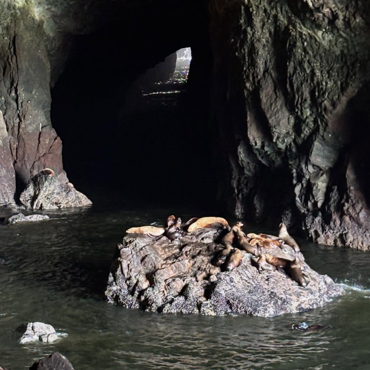 An awesome 110 km ride along sea lion rookeries and caves, endless sand dunes and too many bridges. Ed hopped on a bus to give his knee another day of rest and is making progress - woohoo!
#oregon #oregoncoast #oregoncoastbikeroute #bikepacking #biketouring