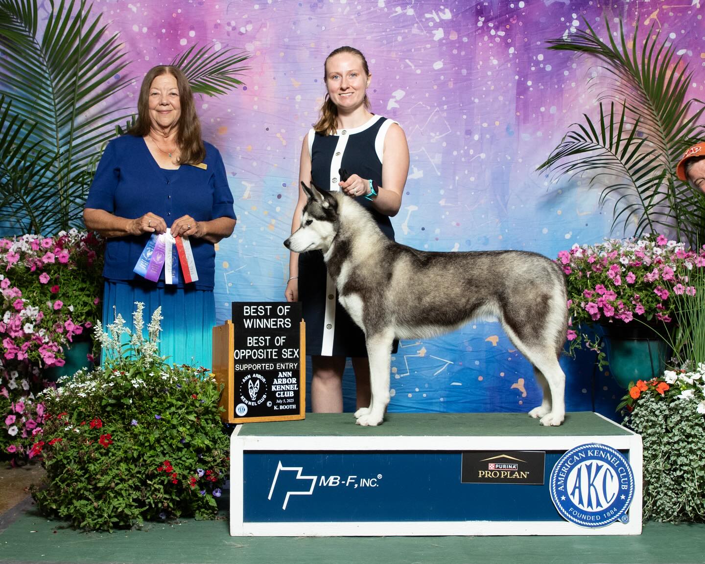Runa earned her first points in style this past weekend by going Best of Winners and Best of Opposite over specials under judge Shiloh Bedford at the Anne Arbor Kennel Club Saturday show.
She also earned WB on Sunday under judge Sandra Pretari Hickson.
So proud of my little Roo!
Highlander’s Whispered Secret TKN
(CH Highlander’s Moving To Maritime In Style x CH Highlander’s Memosa BCAT)