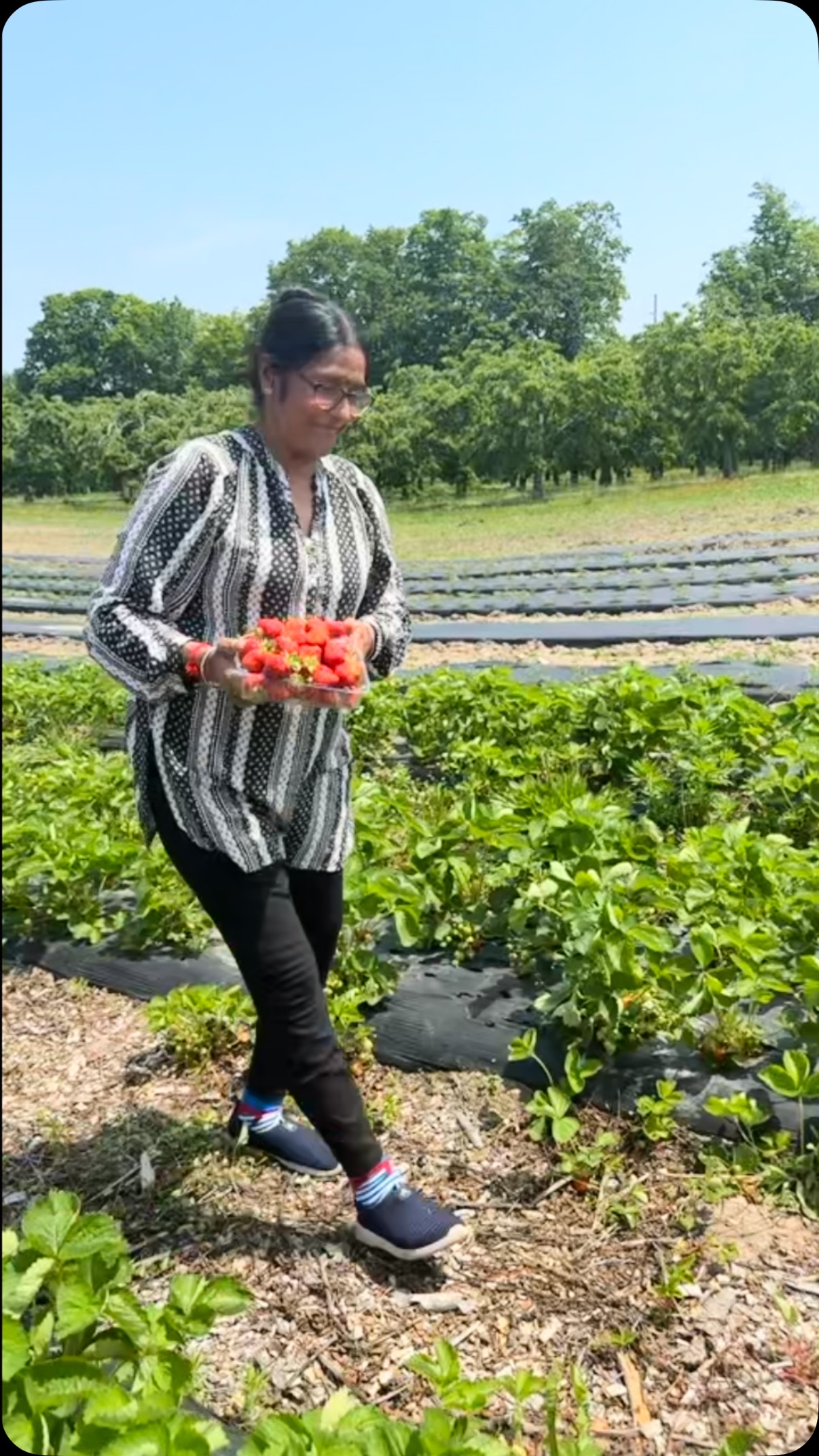 We have loads of ripe strawberries for the picking! Open every day from 10-6. We are starting to see SOME cherries come in so you’re welcome to come hunt for them. Cherries will be ripe in full force around July 3. #strawberry #strawberrypicking #cherrypicker #nationalcherryfestival #cherry