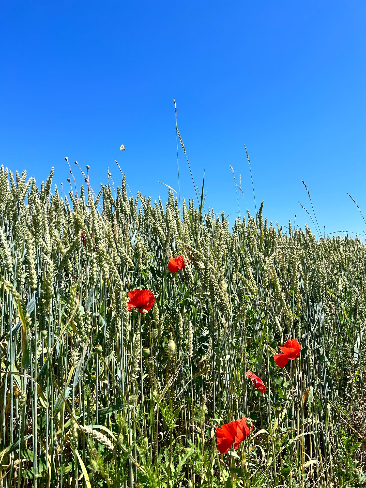 Des champs de blé à la vigne, notre belle région de Lavaux 🌾🍇🌞