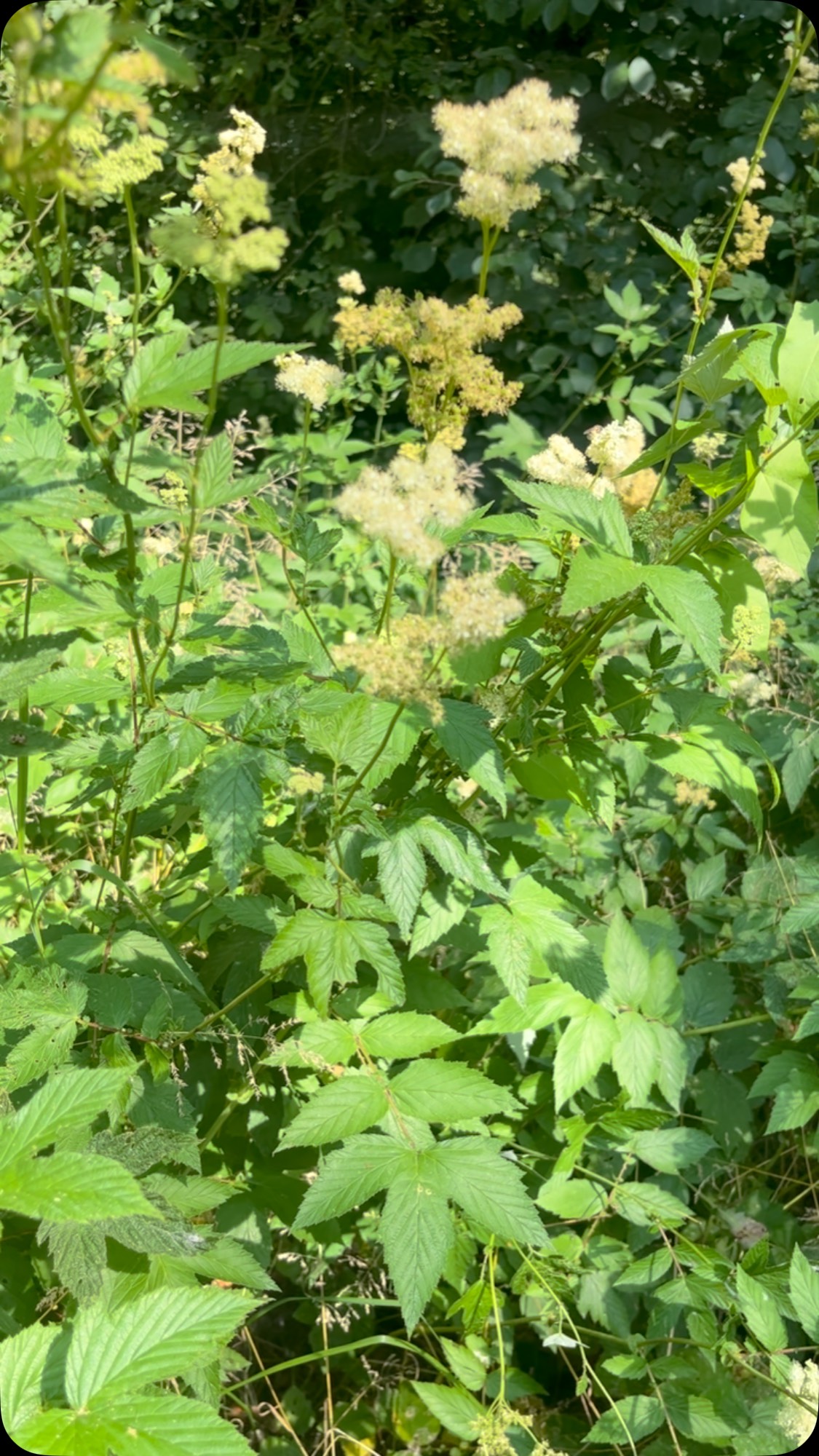 La Reine des Près 🔆
Le début de l’été, c’est le moment de la floraison de la Reine des Près.
L’avez-vous remarquée ?
Filipendula ulmaria, de la famille des Rosacea
Ses autres noms : la fleur des abeilles ou encore la spirée ulmaire.
On l’observe dans les lieux humides, le long des fossés, nombreux à Rennes, comme aux Prairies Saint Martin. L’observer avec tous les insectes qui se délectent me réjouit!
✅ En herboristerie, on utilise les sommités fleuries et les feuilles récoltées entre la fin juin et le début du mois d’août.
La plante est riche en acides gras, vitamine C et en sels minéraux dont sels potassiques, fer, soufre, calcium … ou encore en acide salicylique.
👋🏾 Ses propriétés sont nombreuses :
• Cette plante est souveraine en cas de rhumatisme, elle est anti-inflammatire et antalgique. Elle accompagne ainsi les douleurs du système ostéo articulaire.
• Elle neutralise également l’acidité du corps, dont acidité gastrique et prévient l’ulcère gastrique.
• C’est aussi une plante très utile en cas d’état grippal.
Bon à savoir : Compte tenu de la fragilité des principes actifs anti-inflammatoires, elle se consomme en infusion, à moins de 80/60°
Précautions d’emploi 🚫
Sa consommation est contre-indiquée en cas de sensibilité aux dérivés salicylés (comme l’aspirine), déconseillé pendant la grossesse et en dessous de l’âge de 12 ans. Risque d’effet cumulé avec d’autre plantes à salicylate de méthyle (Bouleau, Saule, Gaultherie), les médicaments anti-inflammatoires non stéroïdiens (aspirine, ibuprofène etc.), et les anti-coagulants (héparine et dérivés).
💡
Vous l’aurez compris : avant de la consommer, en cas de doute, il est important d’en échanger avec votre médecin ou avec un professionnel de la santé surtout en cas de prises médicamenteuses pour un traitement spécifique.
👋🏾 à bientôt
Aurore