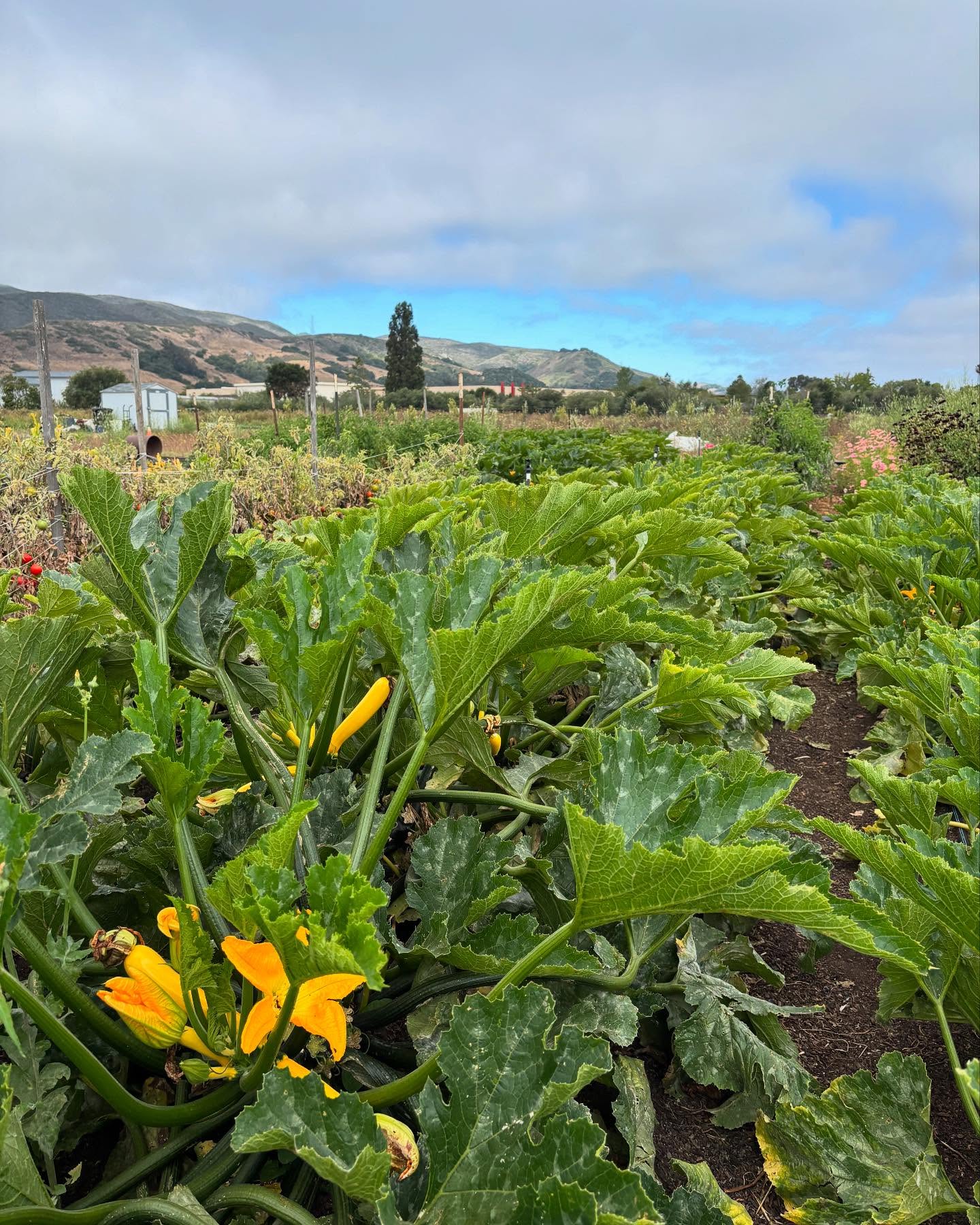 Mornings in D plot ๐ผ
Farming interns are flipping a bed of baby kale in preparation for more tomatoes. Farmer Caroline is tending to flower rows and building bouquets for todayโs farm stand. ๐ฑ
#regenerativefarming