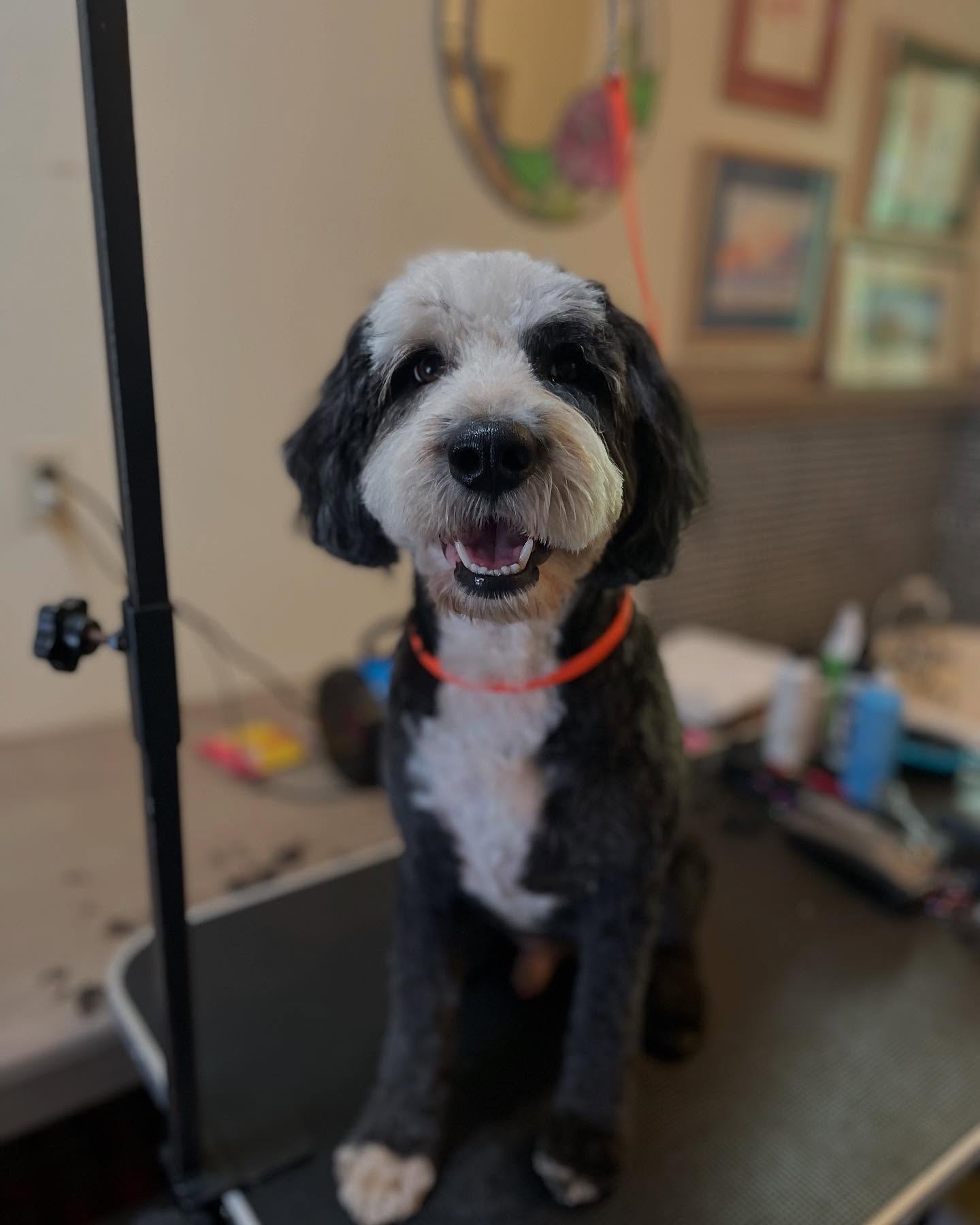 Summer’s heating up ☀️ and this Tibetan Terrier is ready to stay cool and comfy! Short haircuts aren’t just stylish — they’re a game changer for active pups and their busy pawrents 🐾 Easy maintenance, less tangles, and more time for summer adventures! ✂️✨
📌 book your service today! Link 🔗 in bio
#SummerGroom #TibetanTerrier #LowMaintenanceCut #ForceFreeGrooming #Maui #HI #Mauidogs #Mauidogwalking #MauiDogGroomer #MobileGrooming #LuckyWeLiveHi #Dog #DogMom #Summer #FearFree #LongBeachCa #LBC #LBCDogs #SoCal #Lb