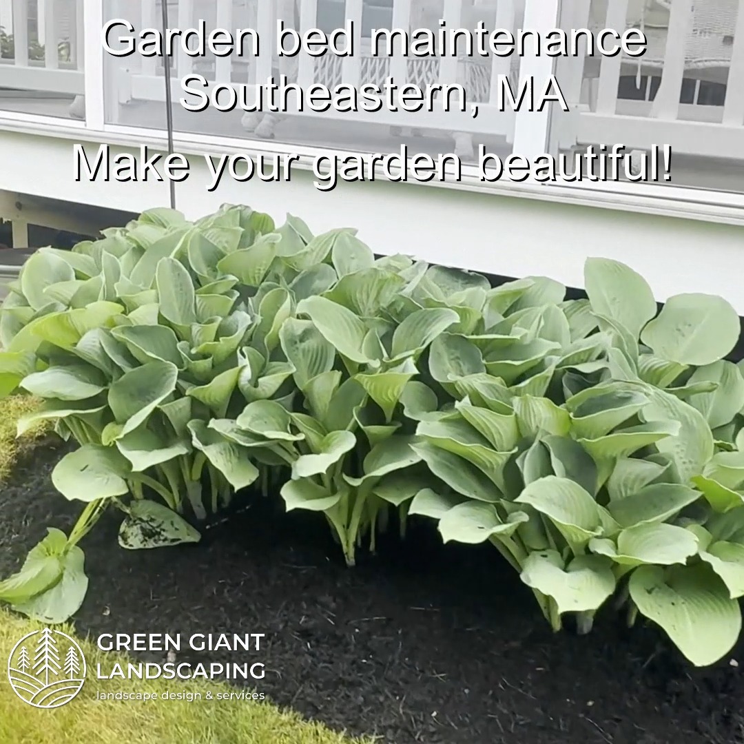 Garden bed maintenance.
Weeds removal.
Edging.
Mulching.
Green Giant Landscaping,
Southeastern, MA.
Call now for your free quote!
Land clearing
Planting
Tree and shrub care
Seasonal cleanups
Old overgrown shrubs removal
Mulch installation
Garden maintenance
Weed barrier fabric
Bobcat services
Professional Landscape Design.
https://www.greengiantlandscaping.com/post/summer-garden-bed-maintenance-beauty-and-practical-benefits-for-your-yard
Phone:
+1 413-406-9094
#landscaping #landscapedesign #gardening #gardendesign #landscaper #landscapearchitecture #treeandshrubtrimming #mulch #Massachusetts #southshore #newton #boston #hingham #marshfield #scituate #NewtonMA #scituatema #milton #canton #wellesleyma #SpringCleaning #shrubtrimming #shrubcare #plantingdesign #gardentransformation #springcleanup #mulching #cobblestone #cobblestoneedging