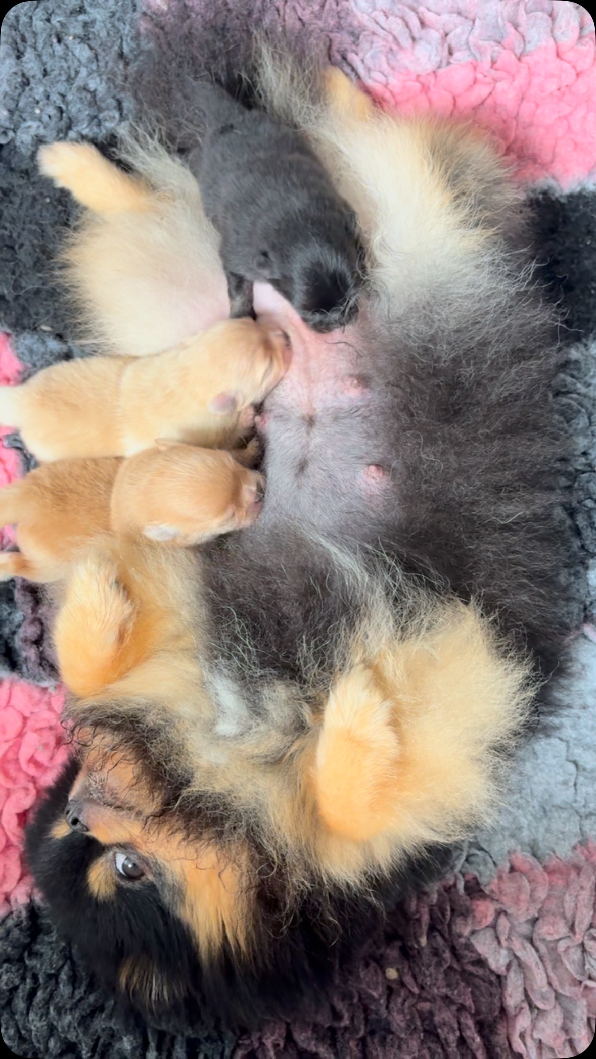 #pomeranianpuppy #pomeraniangirl #pomeranians #pomeranianboy #fluffydog #puppylife #cutedogs #puppygram #cutedog #pomeranian