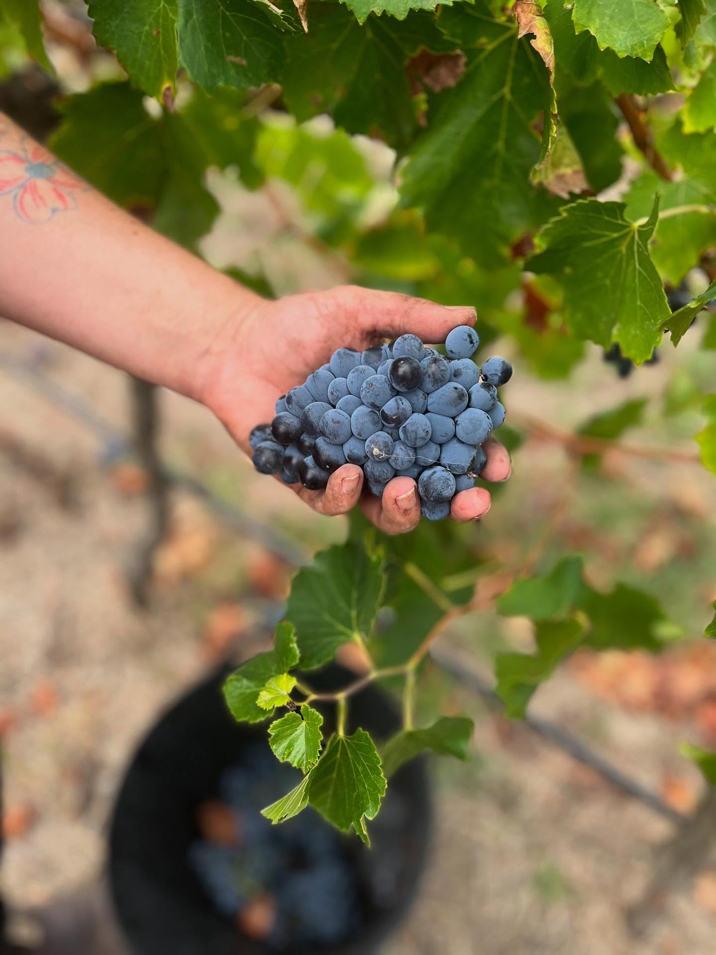 Weekly Wine Wisdom 🍷🍷🍷🍷
Did you know the colour of wine comes from the skins of the grapes? Because I’m an artisy girly let’s chat colours…
Here’s a little fun fact for curious wine drinkers (aka me)
✨ The colour and tannins in wine come from grape skins. When the juice is left in contact with the skins, it takes on colour — that’s why red grape varieties create red wine.
🍊 Leave the skins on white (green) grapes, and you’ll get orange wine — not made from oranges (tee hee but maybe worth a try?)
🌹 Rosé? That’s often made from red grapes too, with a shorter time on skins to create that blush pink tone.
Next time you pour a glass, you’ll know what gave it its glow. Cheers to learning as we sip!
