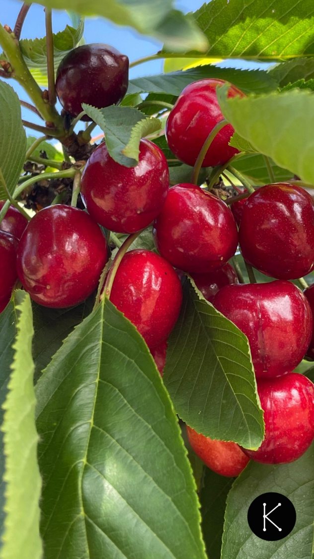 Grandes, bonitas, jugosas, deliciosas y con sabor a futuro rural, a creación de puestos de trabajo, a fijación de población,....
Si decimos que son las más ricas de Asturias (además de porque somos la única plantación profesional de cerezas que hay aquí 🍒) es por todo lo que aportan al Suroccidente.
#KumaCherries #Allande #Linares #cerezasenverano #Cerezas #cherries #CherryLovers #cangasdelnarcea #Agricultura #agri #plantación #plantacióndecerezos #suroccidenteasturiano #Suroccidente