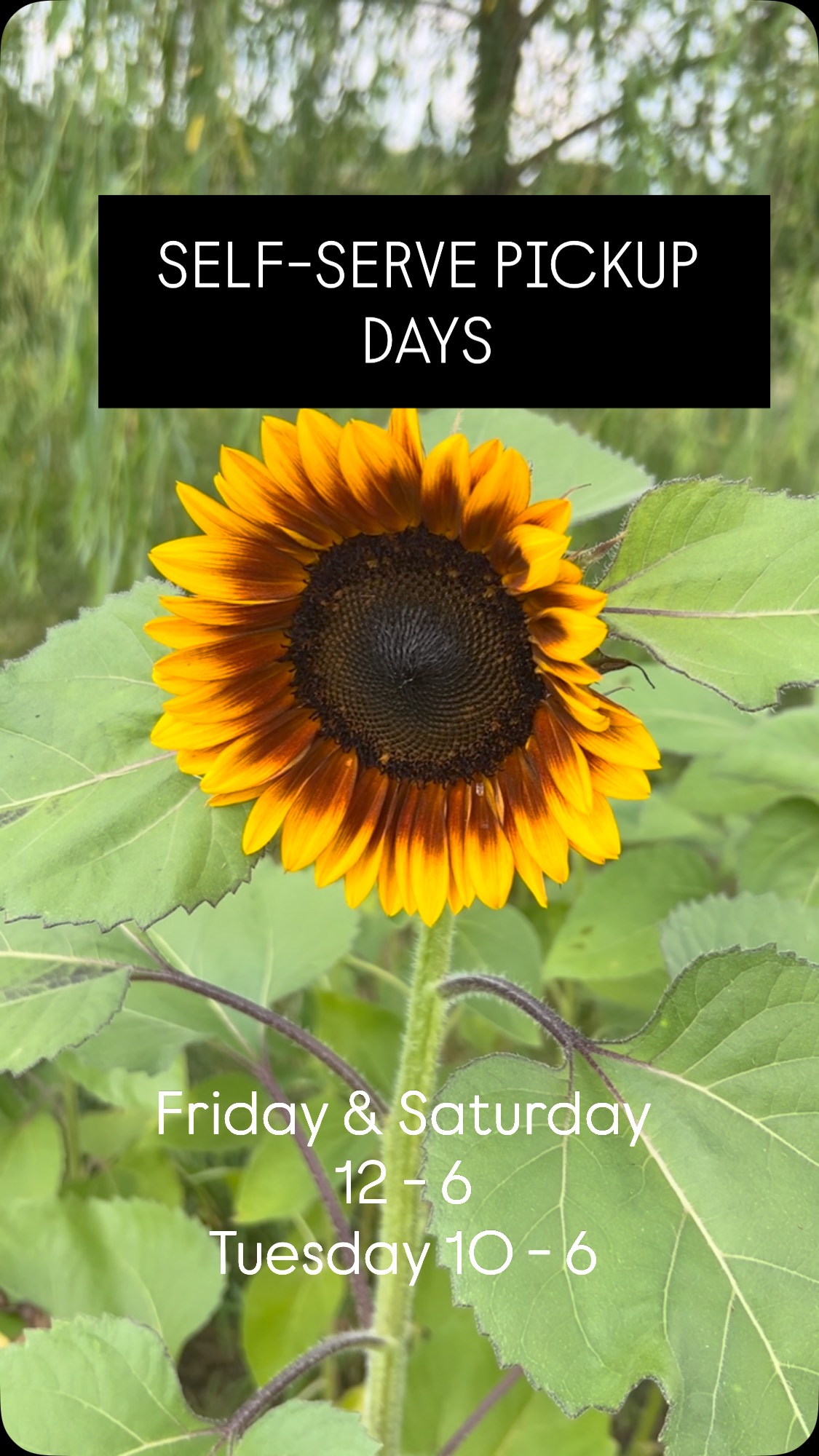 🌼 Grab & go blooms? Yes, please! Our bouquet Self-Serve is stocked and waiting for you — pick up on Friday, Saturday, and Tuesday! ✨
Need directions? Check our Google Business (link in bio). 📍
Want something extra special? Slide into our DMs! 💐
#BouquetSelfServe #FlowerBar #FreshFlowersDaily #HarrodsburgKY #LocalBlooms #FlowerStand #FlowerPower #KentuckyFlowers #PickYourOwnBouquet #FlowerLovers #SupportLocalFlorist