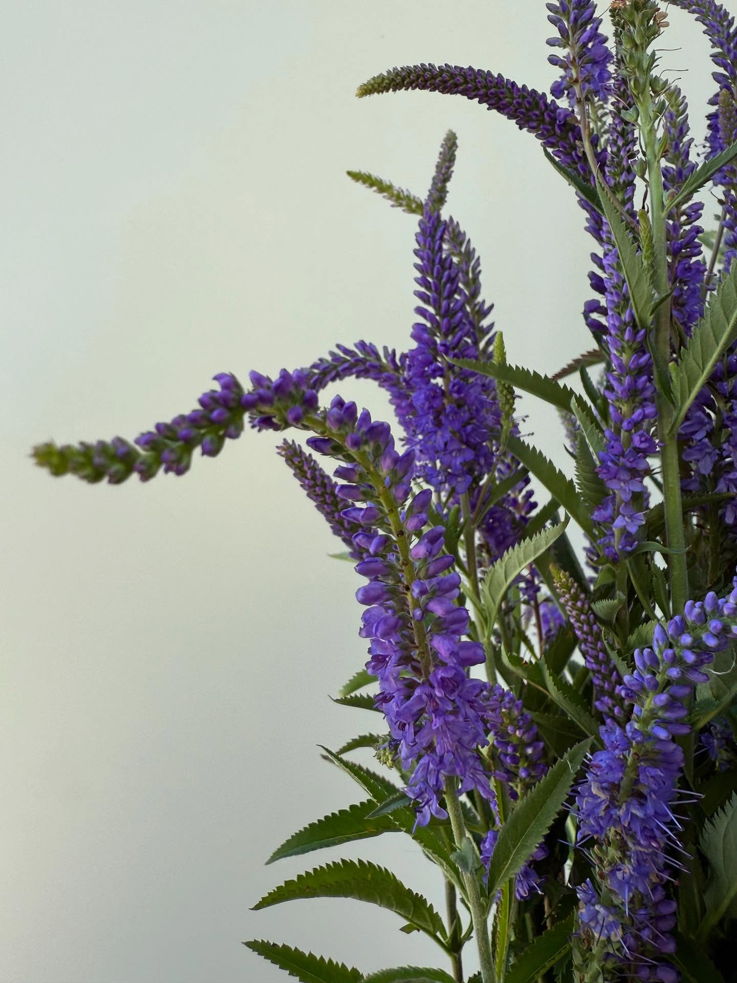 Veronica
#grownnotflown #cutflowerfarm #growninmontana #406 #cutflowers #montanaflowers #montana