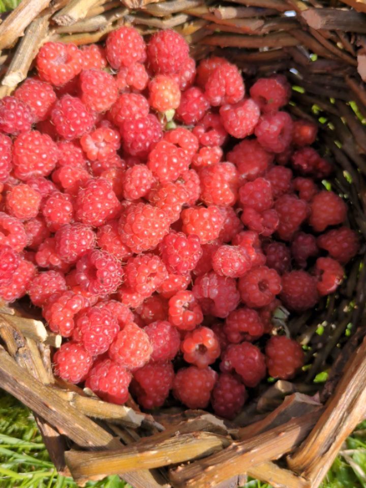 What a lovely group I had last weekend for my taster foraging course. We met plants and trees and fungi followed by tea and cake. Everyone kindly picked a bramble basket (made by @annasticklandweaving) full of raspberries for me to share with my friend @charlotteflowerchocolates
On our last @wildbiomeproject lunch on her birthday weekend. They were amazing with Charlotte's cake 🎂 🤗💚
My next course will be a half day course with a wild buffet lunch. Please get in touch if you'd like to book!
📷 @aliberardelli