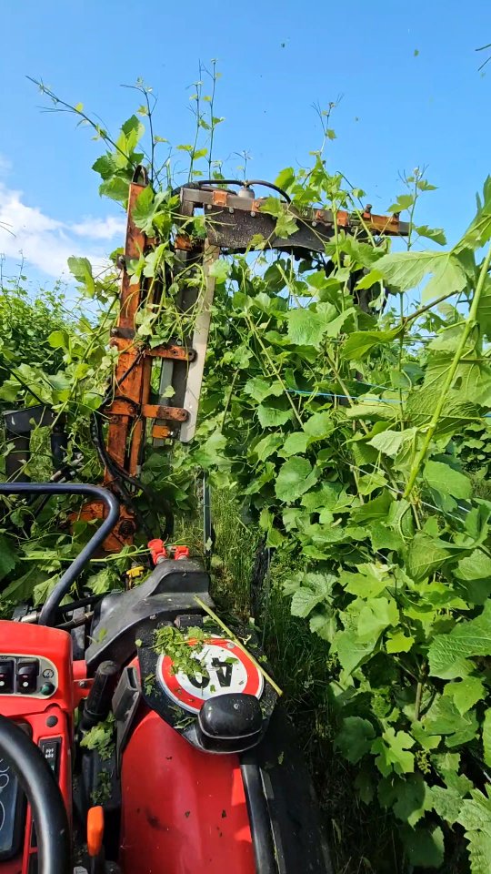 Laubschneiden in der Rebanlage – nicht nur fürs Auge, sondern auch für bessere Durchlüftung und eine schnellere Trocknung. Weniger Schatten, mehr Sonne! ☀️✂️
.
.
.
.
#grüningersrebbau #weinberg #winzer #wein #cararro #laubschneiden #sommer #untersee #ermatingen #weinbau #rebenpflege #thurgau #nachhaltigelandwirtschaft #weinberg #handarbeit #rebstockpflege #rebenliebe #weinbauleben #schweizerwein