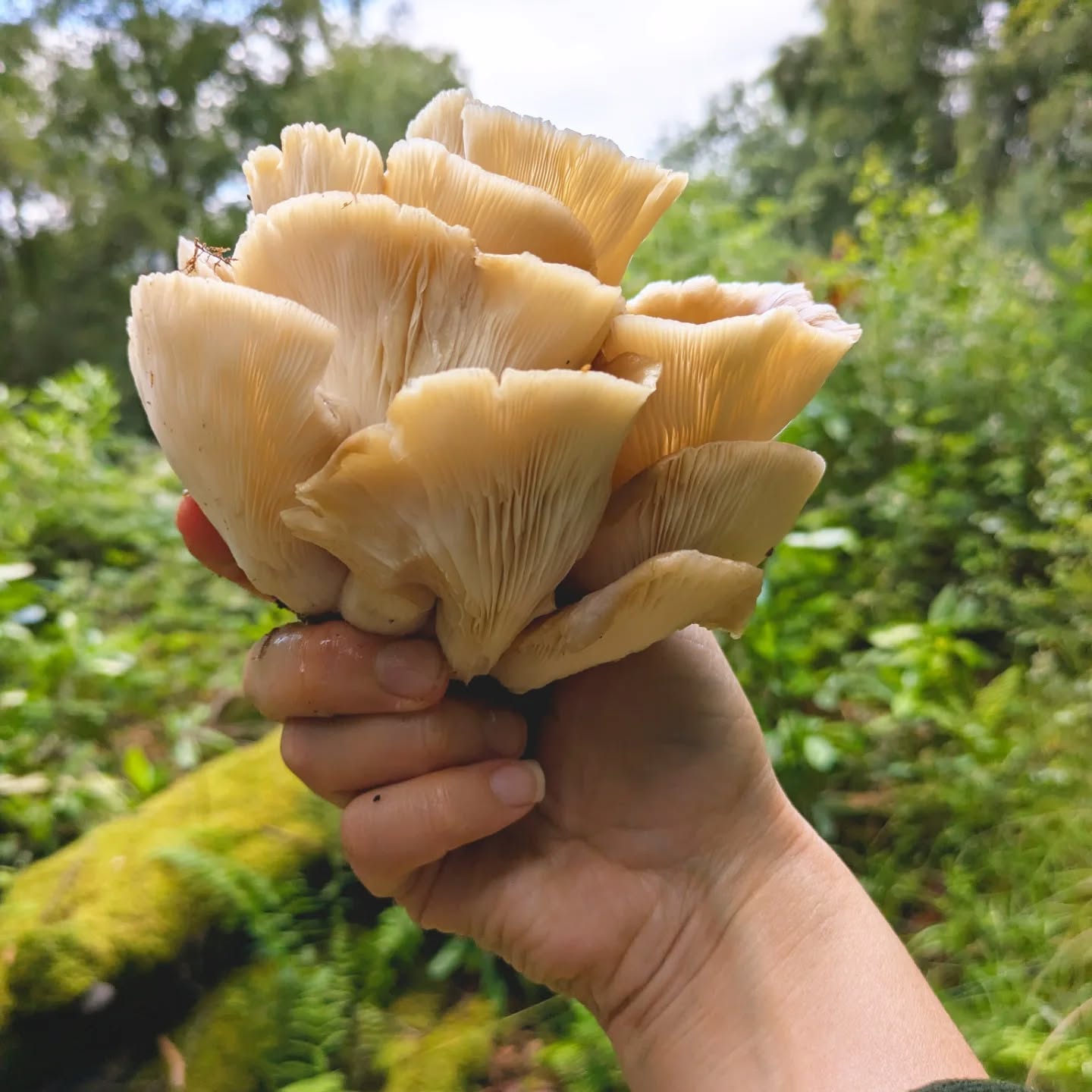 F O R E S T G I F T S 🦪🍄🟫
One of the biggest positives of living in a very wet part of the UK is all the fruiting fungi! This week I bumped into some oyster mushrooms and aren't they gorgeous?!
This type of fungi is quite changeable in appearance and there are a couple of lookalikes, including angel wings, which you definitely want to avoid ☣️👎🚫
Oysters often grow in layers or shelves on dead logs but can be found on deciduous trees too. They usually have colour on the caps but it's changeable from off white to browns to grey. The gills are crowded and off white (although they will go a bit yellow or brown with age) and run down all or most of the underside. Sometimes there's a stumpy little visible stem. They are fan shaped and can be quite flat (sticking out like a shelf) but like mine here they can almost curve around to look like a funnel.
I'm keeping these for @mike.leathley to cook up at @thepierhousehotel this Sunday for the Forage and Feast... 🤤👌
If you'd like to learn about edible fungi and taste some beautiful dishes why don't you snap up the last tickets?!
Pale Oyster // Pleurotus pulmonarius
Could also be oyster mushroom - Plurotus ostreatus or a hybrid of the two (sexy pests!) or Pleurotus cornucopiae the Branching Oyster Mushroom.
