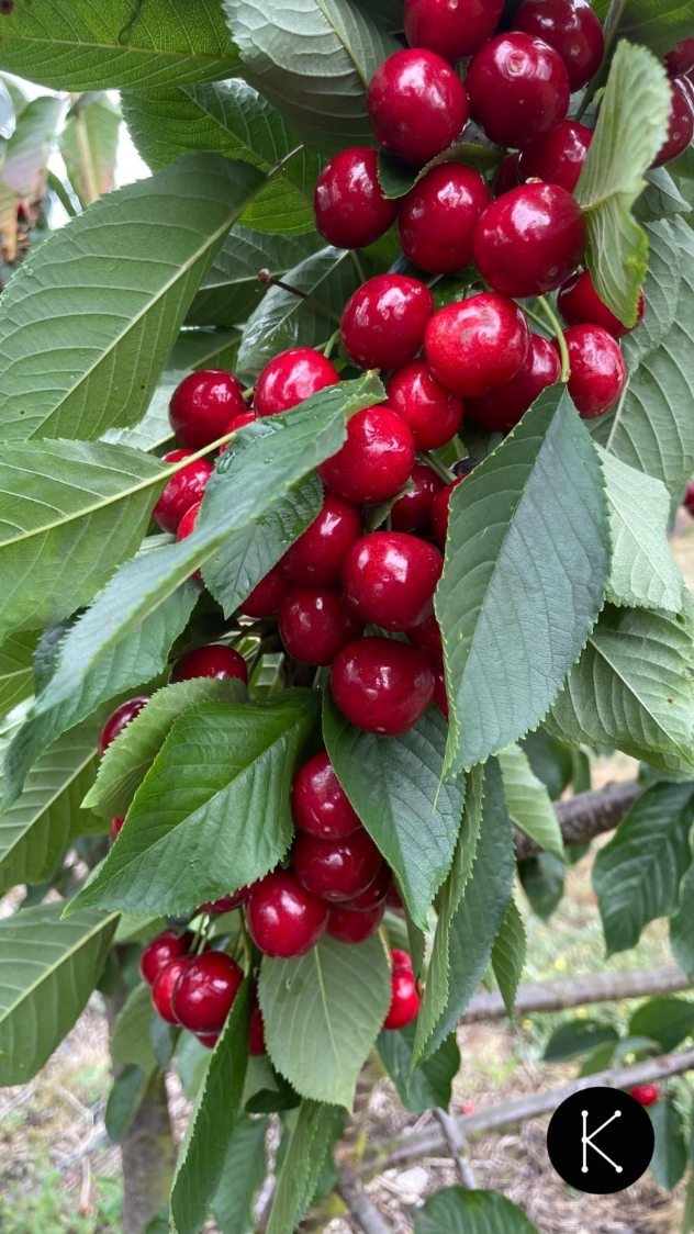🍒 Como te habrás fijado, nuestras cajas siempre pesan un poquito más de 2 kilos.
🤔 ¿Por qué? Porque no usamos máquinas calibradas al milímetro.
❤️🩹 Las llenamos a mano, con cuidado y con cariño.
Y como somos humanos (😎), preferimos que sobre y no que falte. Así, si alguna cereza no está perfecta, tendrás otra para compensar.
#KumaCherries #Allande #Suroccidente #Asturias #zreizas #CerezasConAmor #HechoAMano #productores #productosdeasturias