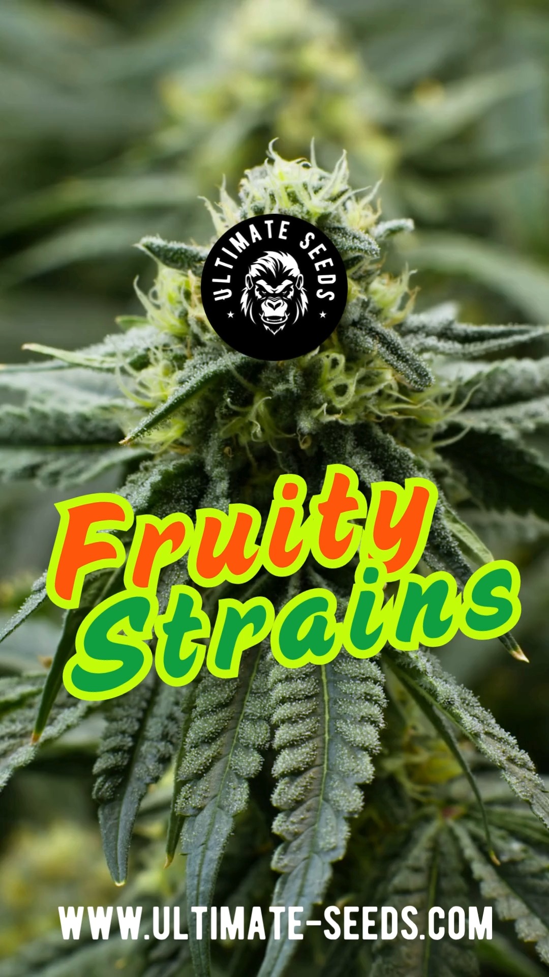 Whether you like to grow Tropicana Cherry, Mandarine or Strawberry Banana, we got the perfect strains to guarantee you the fruitiest grow possible. Discover our range of fruity strains!🍉🍇🍊🍌🍒🔥🔥