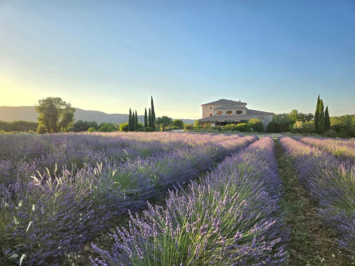 🌿 Der Lavendel steht in voller Blüte – ein lilafarbenes Meer, das nicht nur die Sinne betört, sondern auch Schmetterlinge in Scharen anzieht. Und heute früh? Da hat sich sogar ein Wildschwein durchs Feld gewagt. Naturerlebnis pur im Domaine du Frigoulet 💜🦋🐗