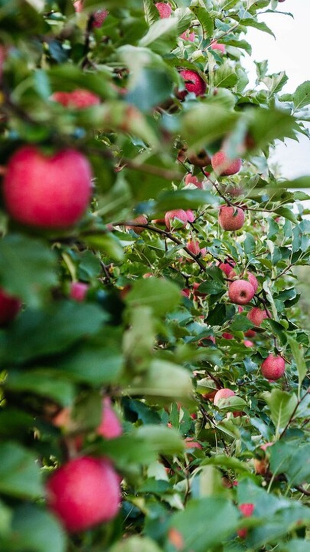 Stärkere Pflanzen für gute Ernten! 🌿
Mit intact meisterst du biotischen und abiotischen Stress im #Obstbau. Unsere Produkte fördern Wachstum und Widerstandskraft, erhöhen die Qualität und den Ertrag, ohne dabei Nützlinge zu beeinträchtigen.
intact - deine #growingsolution 🧡
#zeroresidue #zeroresidueagriculture