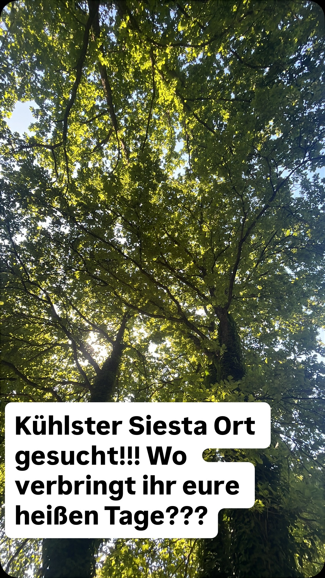 Jaja wir lieben den Sommer, die langen Tage und das Gefühl von Leben und Trubel und den voll gestopften Terminkalender weil gefühlt jeden Tag 5 Veranstaltungen sind auf die wir gehen möchten.
Draußen arbeiten hingegen macht bei mir gerade aktuell den Raupen Effekt….
Also Nachmittage im kühlen nass oder mit einem Buch im Schatten ….dann weiter wenn die Sonne weg ist….
….Südländerstyle halt 😎
Was macht ihr an den heißen Tagen zum abkühlen????
#raupe #südländer #südländisch #sommer #sommersonnesonnenschein #sommervibes #heiß #siesta #sombrero #36gradundeswirdnochheißer☀️ #chillchill #chill #hotwork #mittagspause #sommeramhof #permakultur #landkreispassau #globalwarming #workroutine