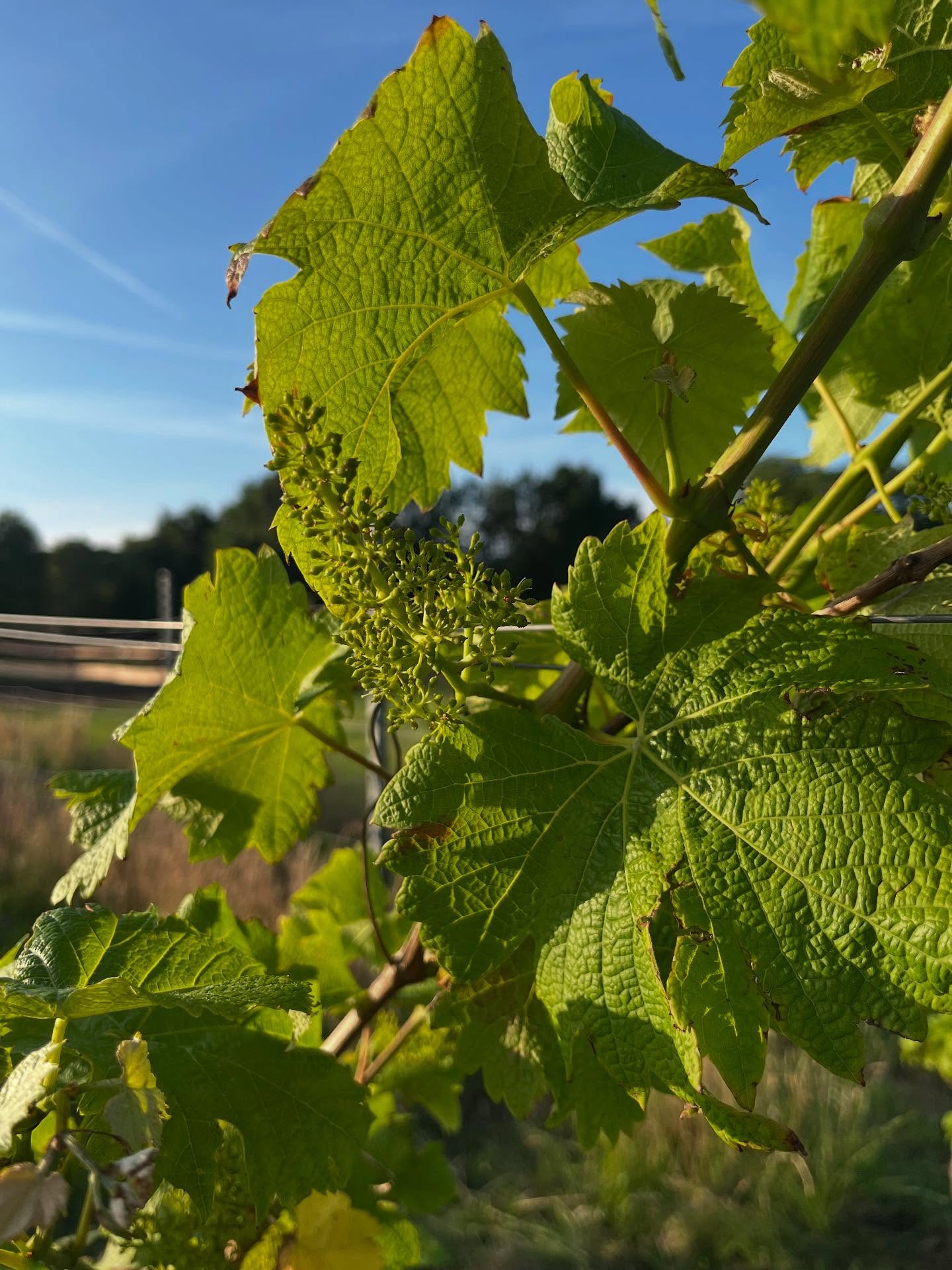 Eerste trossen in zicht. Alles staat op scherp voor een nieuw seizoen. 🍇🌿
Nog klein, maar de basis ligt er.
#wijngaard #druiven #viticulture #groeiseizoen #wijnbouw #natuurwerk #buitenleven #vineyardlife #zomerstart #geenfilter