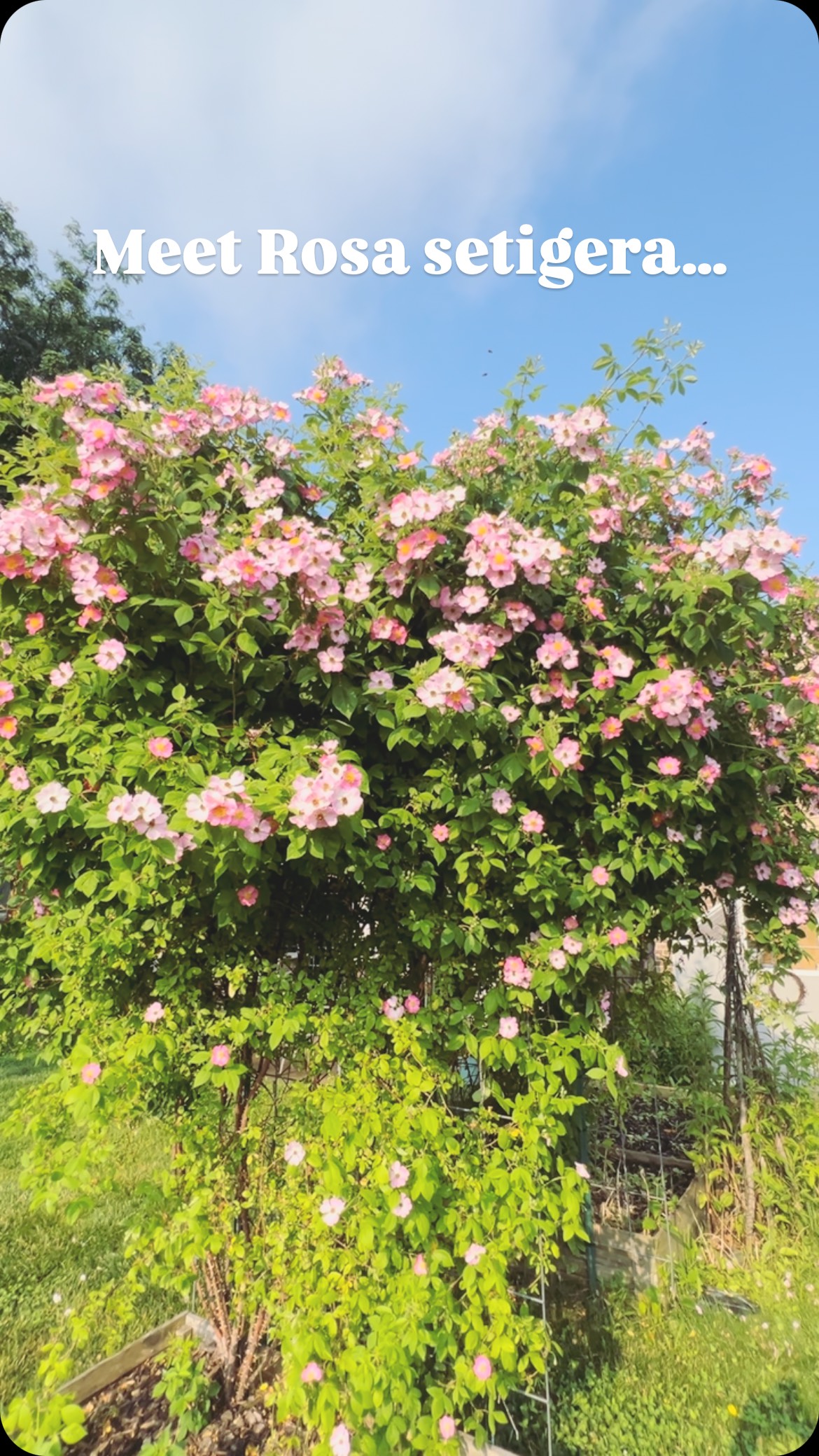 She’s buzzing with LIFE and oh so gorgeous! Meet Rosa setigera (climbing prairie rose)native species to Michigan. She’s got it all beauty (all year round) and a pollinator powerhouse!
#natureandblooms #nativeplants #plantnative #uniquegarden #ecofriendly #pollinatorgarden #reconnectthewild #backyardhabitat #nativehabitat