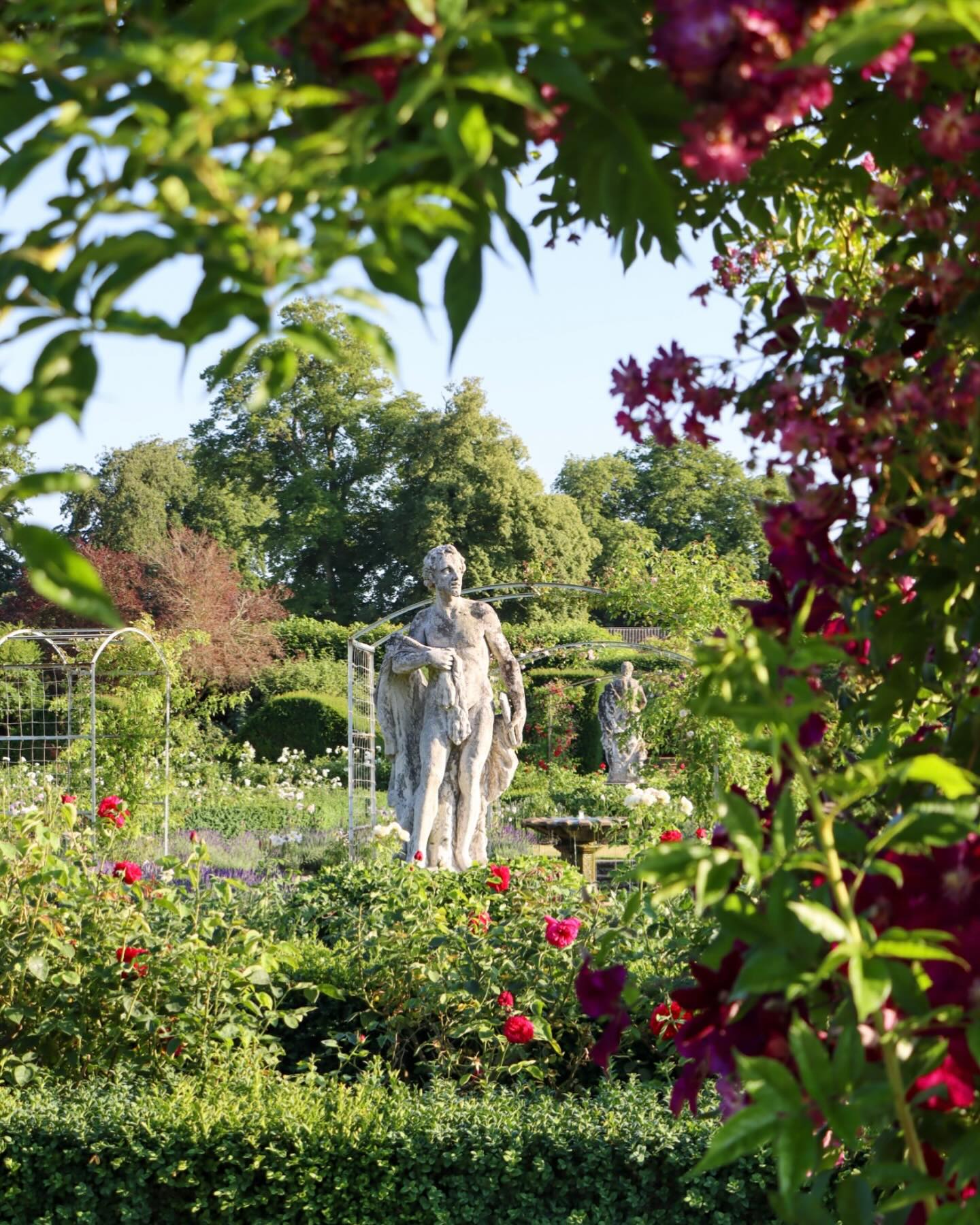 View through to the rose garden
.
.
.
.
.
#roses #rosegarden #garden #norfolk #englishgarden #houghtonhall #rhs