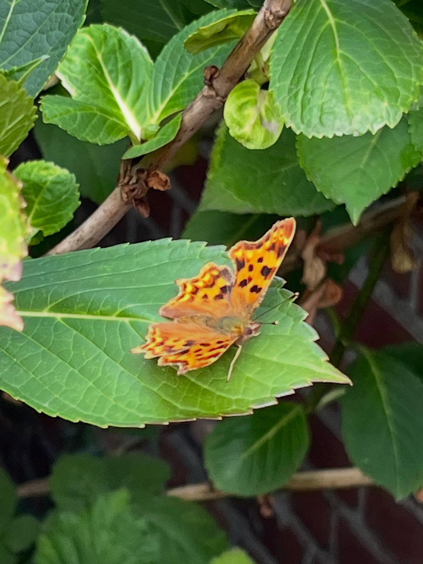 Een mooie gehakkelde aurelia in de tuin