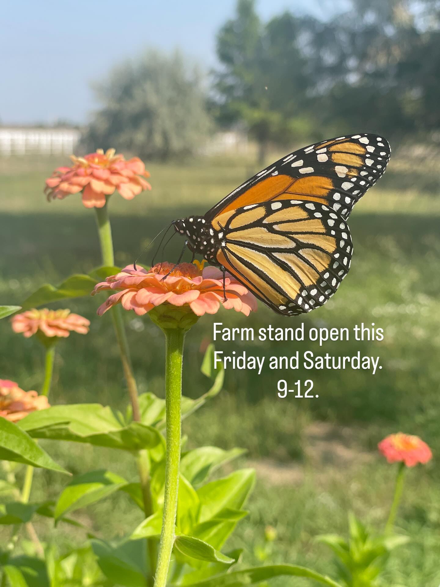 We will be open this Friday and Saturday for self led u-picks, flower arrangements, eggs, sourdough and more!
9-12.
Ps. You are invited to park in our driveway for the parade.