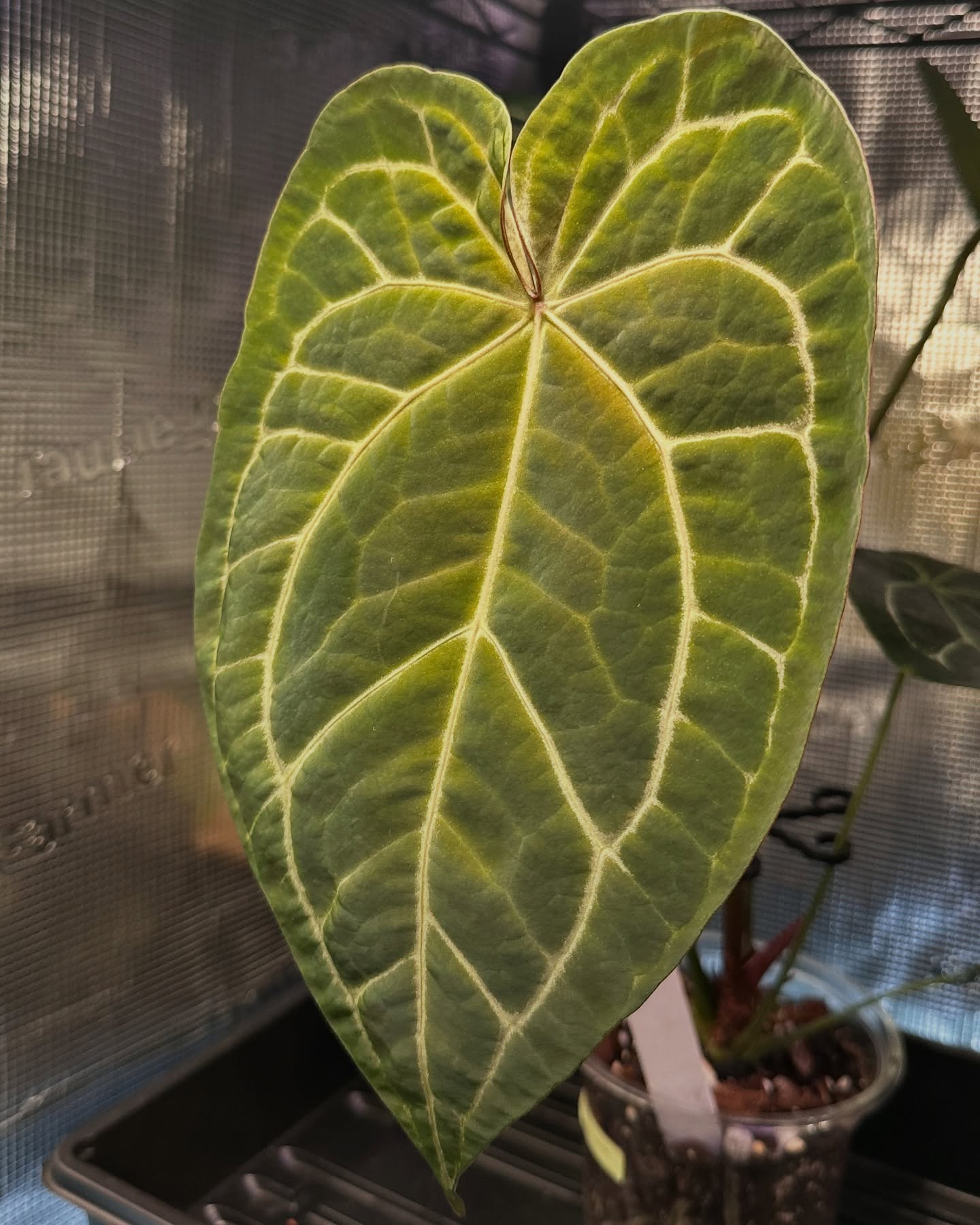 😮💨 Woah. Wasn’t expecting that change up!
A. Dark Mag X Griege x RC
#anthuriumlovers🌱 #anthuriumhybrids #anthuriumlover #aroidaddict #aroidlover #rareplantcollector #rareplantspecies #tropicalplants #velvetjungleplants