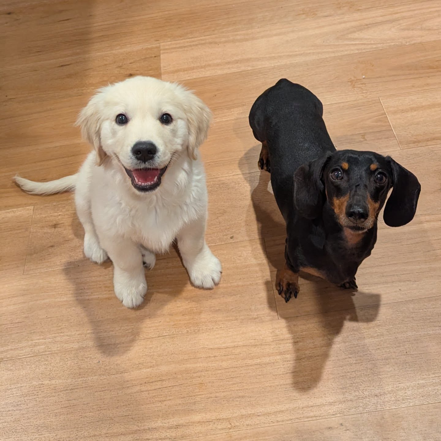 Say hello to Millie, the newest addition to Dudley's family! ๐ฉท๐
Just don't tell him she's going to be a lot bigger very soon...๐คญ
I can't wait to see their bond grow even more