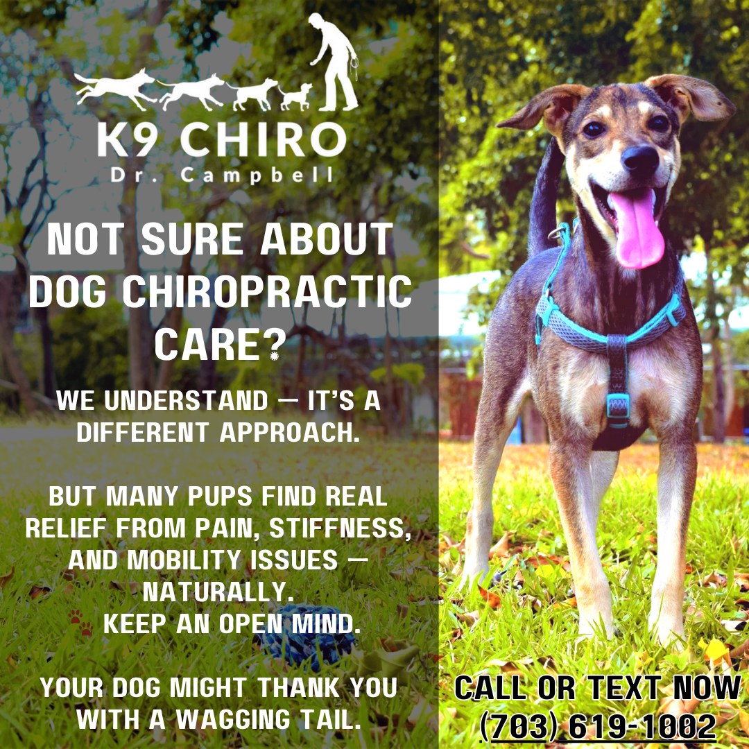 Not sure about dog chiropractic care?
We understand — it’s a different approach.
But many pups find real relief from pain, stiffness, and mobility issues — naturally.
Keep an open mind. Your dog might thank you with a wagging tail.
https://www.campbellk9chiro.com/
#DogChiro #OpenMindPetCare #CampbellK9Chiro