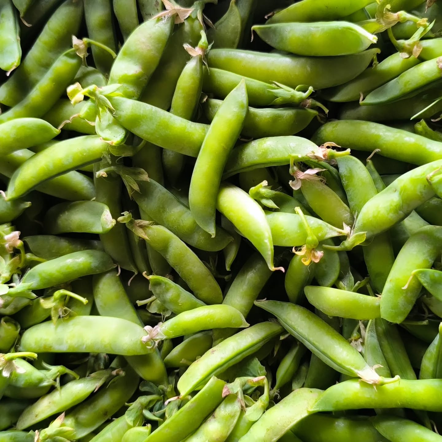 Koszyk_Zdrowia to projekt, który związał z nami Klientów (hmmm... raczej Koszykowych Przyjaciół) na wiele lat.
Przy wymianie wiklinowych koszy - pusty na pełny - słuchamy siebie nawzajem. Te spotkania to wymiana dobrej energii, dzielenie się sukcesami - żywieniowymi, zdrowotnymi, kulinarnymi i nie tylko. A czasami zostawiacie nam informację: moje dzieci lubią..., a będzie kiedyś...?
Takim marzeniem niektórych z Was był groszek cukrowy. Trochę to trwało, ale o to jest - premiera w Eko- Zakątku.
Jesteśmy dumni, że tyle osób podejmuje z nami wyzwanie "jem sezonowo- zgodnie z rytmem natury".
#koszyk_zdrowia #jemsezonowo #biowarzywa #zpolanastół #warzywajakdawniej #wiemcojem #wolneodchemii #jemzdrowo #groszek