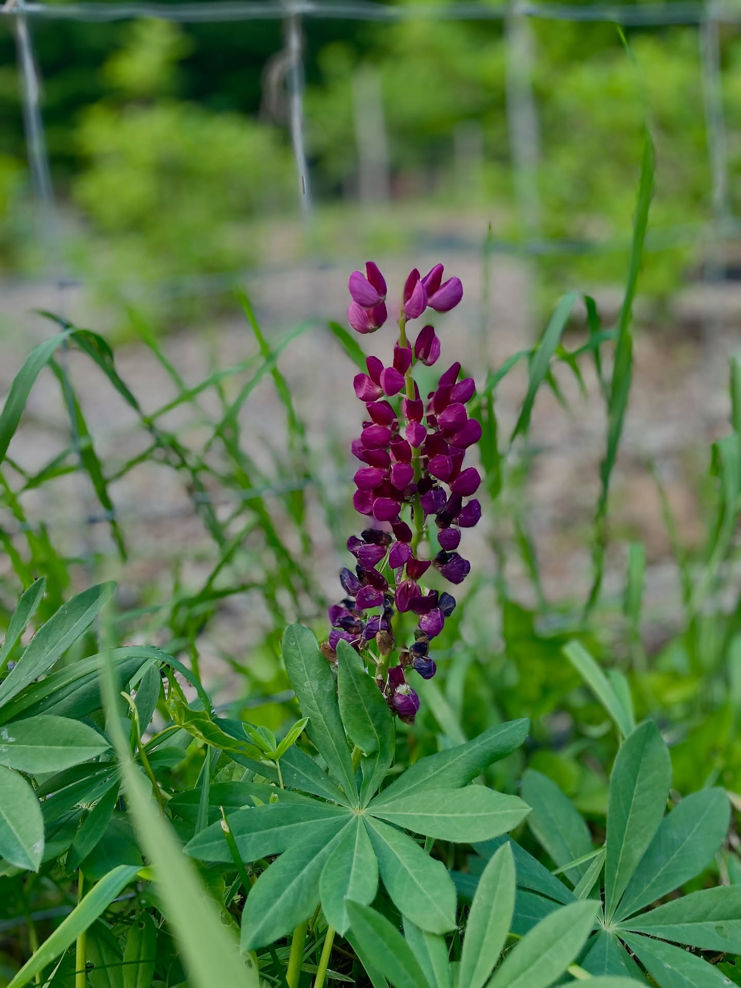 Thinking about the last Wombyn Circle —looking forward to the next! We are so grateful to the space, the land, the water that nourishes the garden, & each individual who has shown up for themselves in the past and the future! 🔮
Join us for the next Full Moon Wombyn Circle on July 8th at @highlandspringsfloral farm! 🌕
Highland Springs is also offering Pre-order Floral Arrangements that can be picked up at the Wombyn Circle! 💐
Donation to the space starting at $15 per person!
RSVP NOW! Link is in our bio! ✨