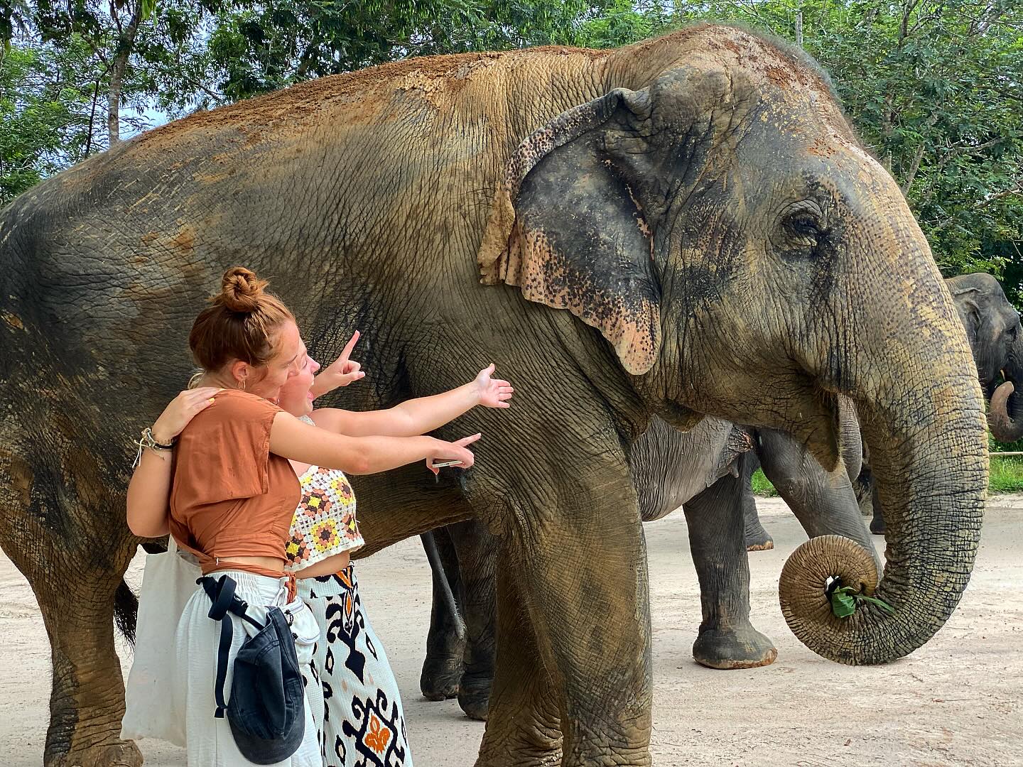 Guess what I did ?! 🐘🤩
Walk through an Elephant forest with my friend and make, then feed these amazing animals some breakfast! 🍌
In the foothills of Kulen Mountain, lies the Bos Thom Community Forest which is now inhabited by the former elephants of Angkor. For years, these elephants have given rides to visitors in the temples of the world heritage site, but today, they roam free in their natural habitat!
I will never forget this experience and if what they say is correct, then neither will the Elephants 🐘☀️
#kulenforestelephantsanctuary #kulenforest #bosthomcommunityforest #elephants #elephantsneverforget