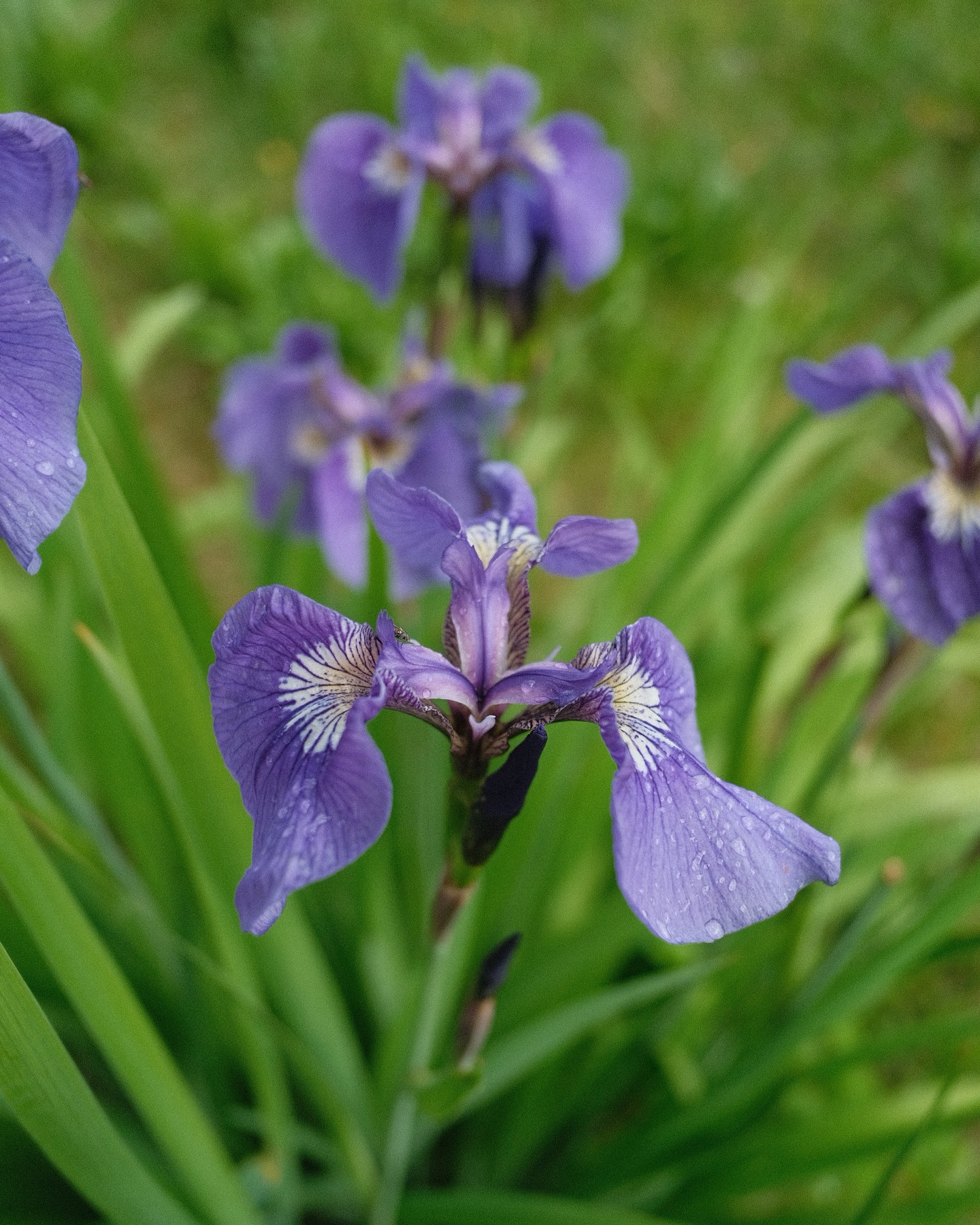 I blinked, and it’s the end of June. 🤯 Alaska summer scaries are here - where there’s never enough summer to do what you need to do!
What I’ve been up to:
• House Projects (never ending iykyk)
• Portraits
• Commercial Projects
• Getting Outside!
Here’s some fleur snaps for a project I’m hoping to find the time to work on soon! 🐝 ☀️ 🌼