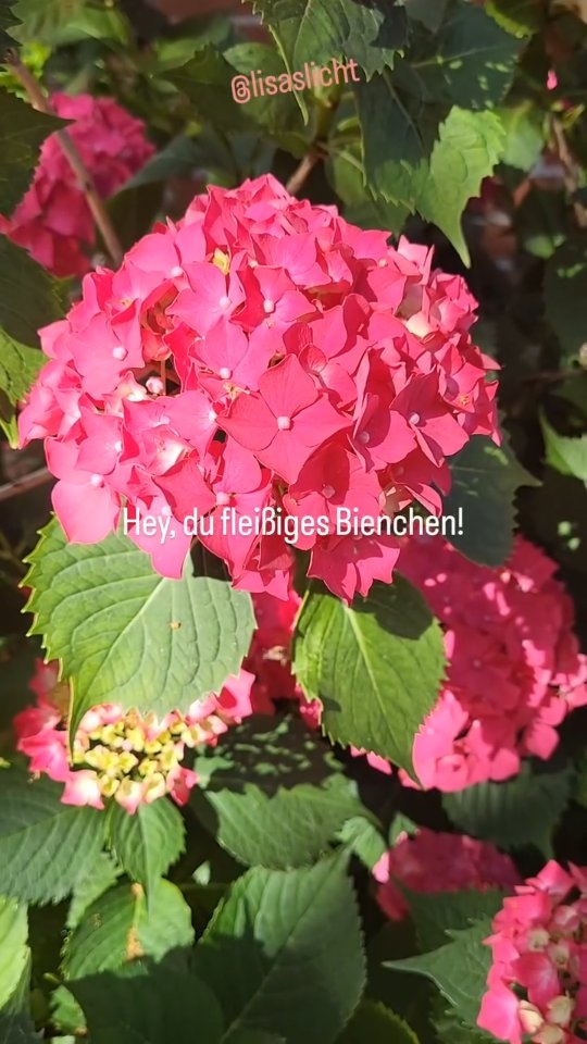 🐝☀️ Hey, du fleißiges Bienchen!
Fragen, die wir uns heute stellen:
Welches Kleid trage ich?
Wann treffe ich meine Freunde im Schwimmbad?
Wo liegen die Badesachen?
Zeit zu spielen und dann retten wir die Welt.
#sommerliebe #zeitzuspielen #machmalpause
#nurnochkurzdieweltretten #happyjuly