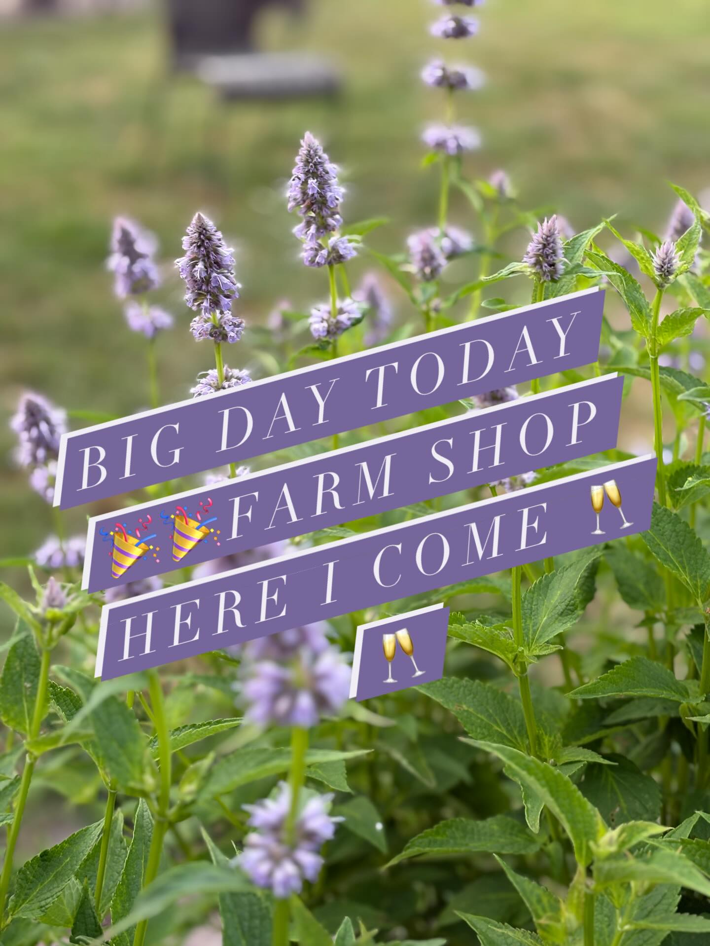 Today is my first day officially running Bailey’s Farm Shop! Very excited 🎉 staff will be staying the same so the lovely Liz and Anna will be looking after you all! See you later 🎉🥂🥰