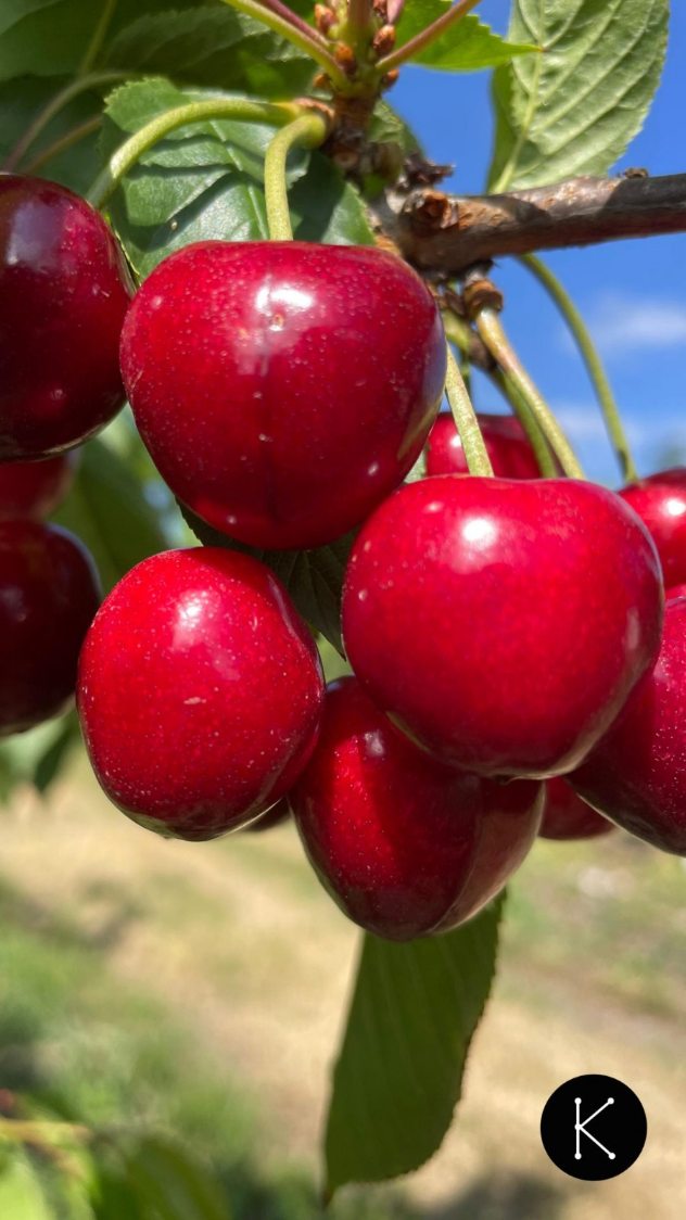 Desde Allande, para Asturias 🍒
@feitoytoyosa distribuye nuestras cerezas a tu frutería de confianza.
Si quieres confirmar con ellos cuál es la frutería que te pilla más cerca, puedes consultarles en:
📞 985 26 22 58
📱 608 47 21 20