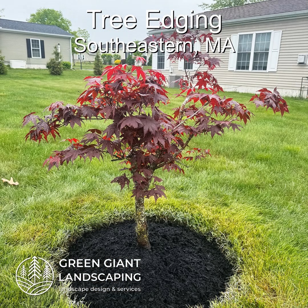 Tree Edging and Mulching.
Landscaping Southeastern, MA.
Call now for your free quote!
Land clearing
Planting
Tree and shrub care
Seasonal cleanups
Old overgrown shrubs removal
Mulch installation
Garden maintenance
Weed barrier fabric
Bobcat services
Professional Landscape Design.
https://www.greengiantlandscaping.com/blog
Phone:
+1 413-406-9094
#landscaping #landscapedesign #gardening #gardendesign #landscaper #landscapearchitecture #treeandshrubtrimming #mulch #Massachusetts #southshore #newton #boston #hingham #marshfield #scituate #NewtonMA #scituatema #milton #canton #wellesleyma #SpringCleaning #shrubtrimming #shrubcare #plantingdesign #gardentransformation #springcleanup #mulching #cobblestone #cobblestoneedging