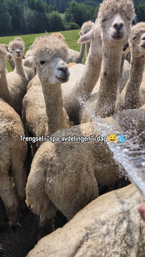 Det er uutholdelig varmt om dagen 😰☀️
Matmor peser..men dyrene først ❤️
.
#alpakka #alpaca #alpakkaenghaugen