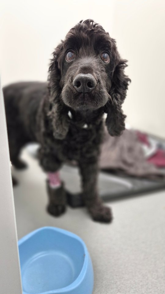 Come with us to perform Monty's Endoscopy; we prioritise the comfort and well-being of your pet 🐶🐾
#thewoodbridgevets #independentpractice #veterinarypractice #veterinaryteam #veterinarycare #animalcare #suffolk #dogs #cockerspaniel #endoscopy
