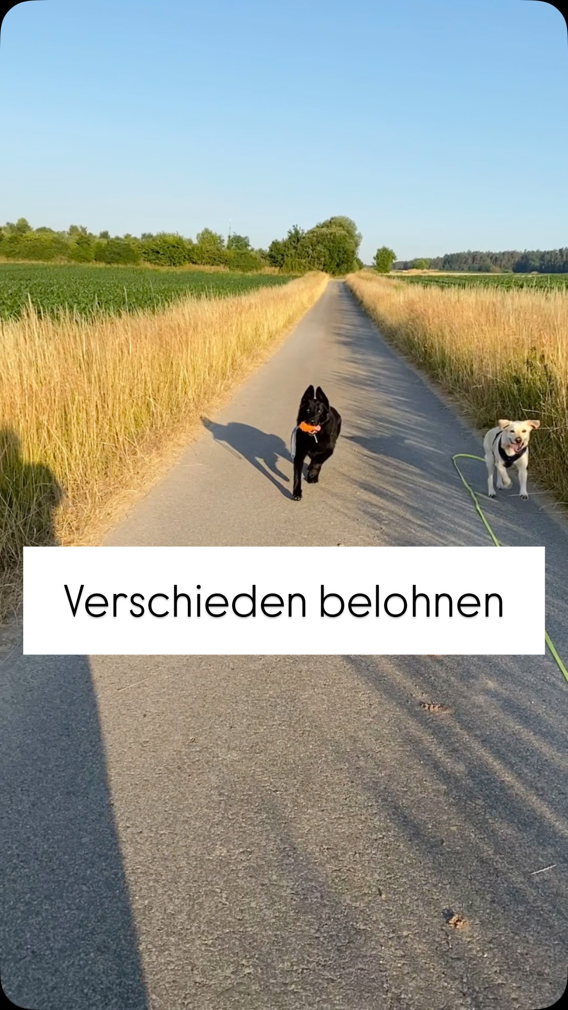 Nicht jeder Hund tickt gleich – und genauso unterschiedlich sind ihre Belohnungen 🐶💛 Der eine liebt Spielzeug, der andere dreht durch für Käse! Finde heraus, was DEIN Hund wirklich mag.
#Individuellbelohnen #hundetraining #happydoghappylife🐾