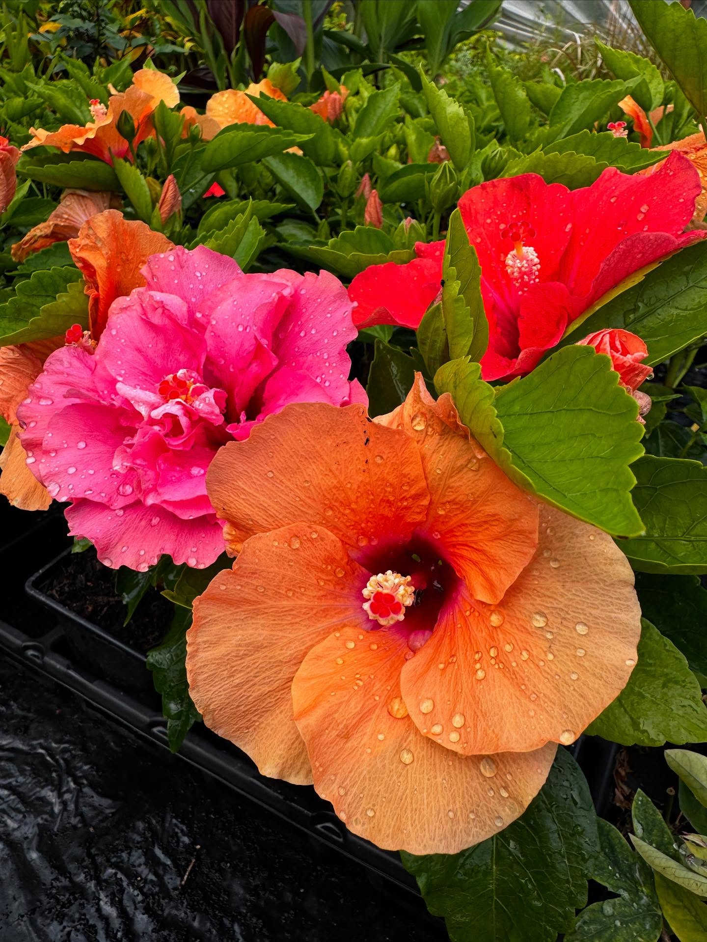 Things are growing nicely in this heat! 🌺Not long until #rhshydehallgardens flower show! #hibiscus #hibiscusflower #plantsmakepeoplehappy #ukgrow