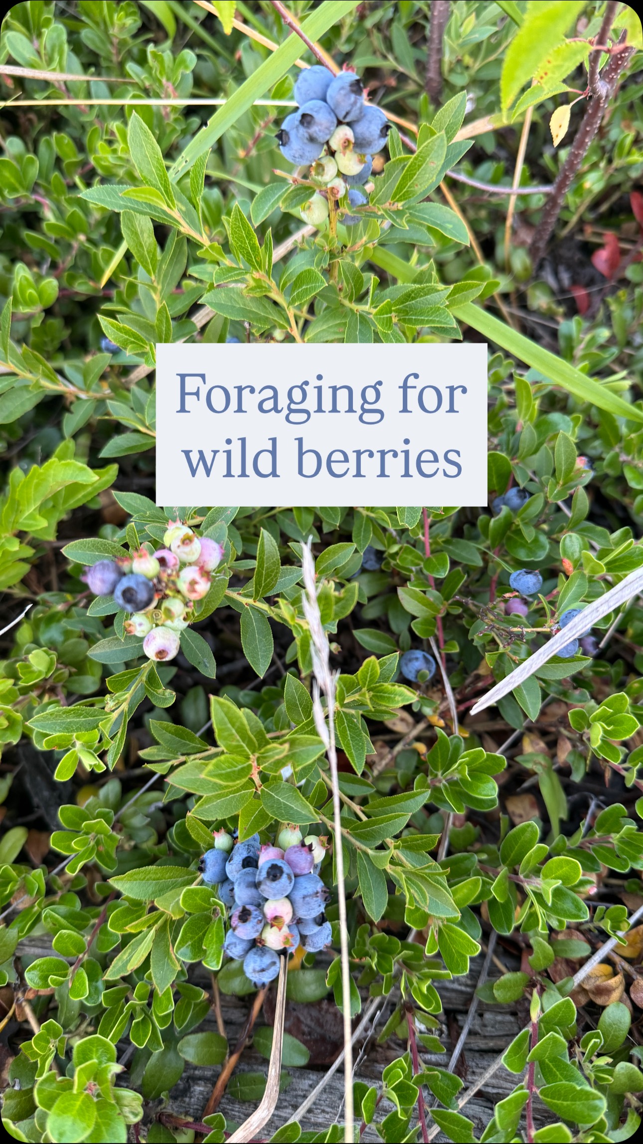 She’s still figuring out how to put the berries into the bucket, but we know she’ll get there…
Manitoba’s wildberry season is in full swing, and our latest foraging adventure with Maple was a prime example of why taking the “road less traveled” often leads to the best discoveries! 🫐
We stumbled upon an incredible patch of Saskatoon berries and blueberries! Beyond the bounty, we also encountered fresh bear tracks, and even a bear!
This experience highlights the importance of reading the landscape and developing sharp observational skills. While finding food is rewarding, situational awareness and animal safety are paramount. Knowing your local wildlife and how to react are crucial survival skills.
What’s the coolest thing you’ve ever discovered off the beaten path?
#foraging #coolfinds #survival #survivalskills #wildfood #wildedibles #forage #manitoba #canada #abundance #wildberry #saskatoon #saskatoonberries #blueberries #wildblueberries #dogsofinstagram #germanshepherds #berrypicker #wildlifephotography #wildlife #wildlifeprotection #wildlifeawareness #wilderness #situationalawareness #outdooreducation #landbased #jordansprinciple #plantid