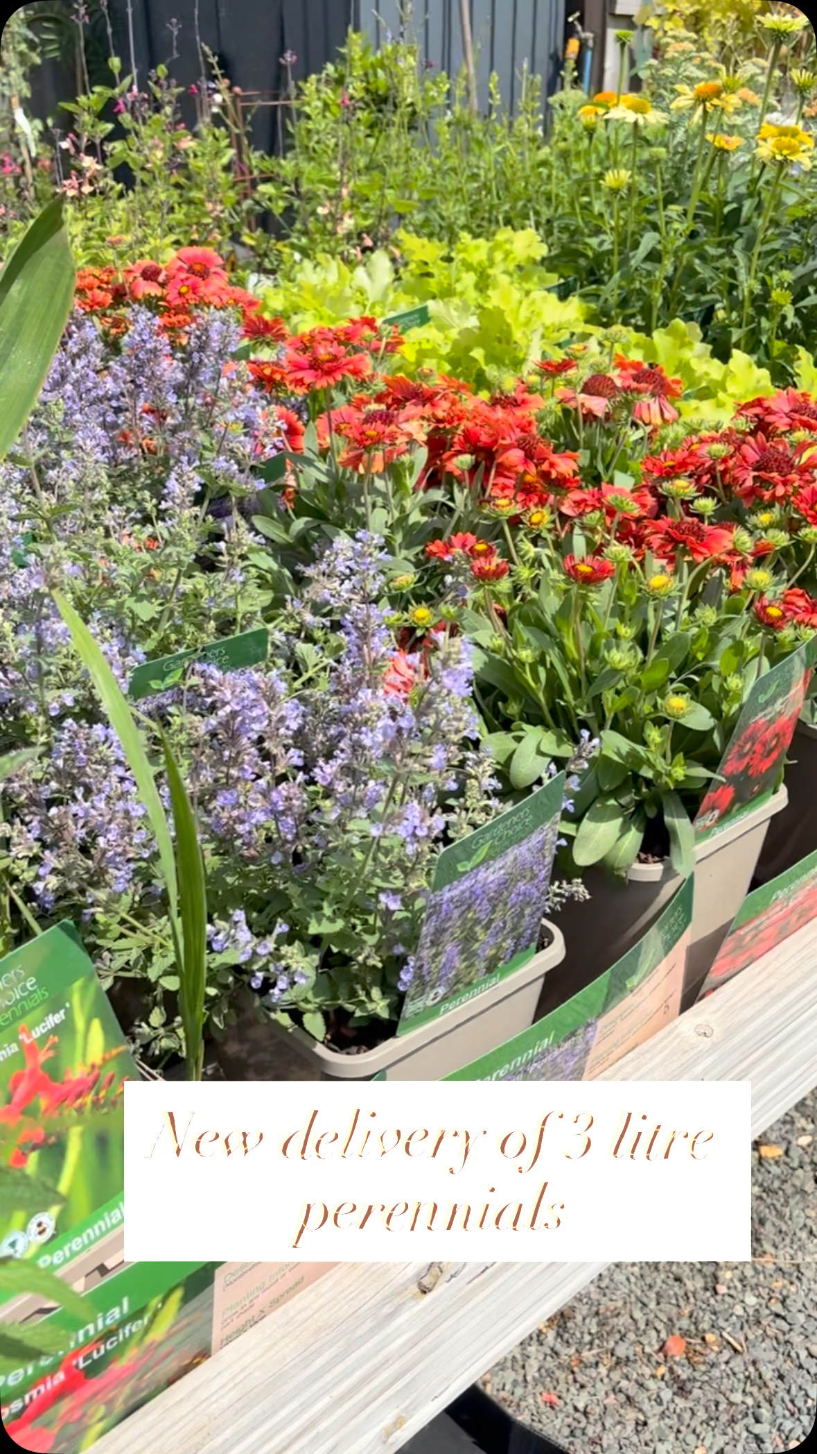 Just had a delivery of new stock for your garden! These beautiful 3 litre perennials are just stunning 🌸💕🌸